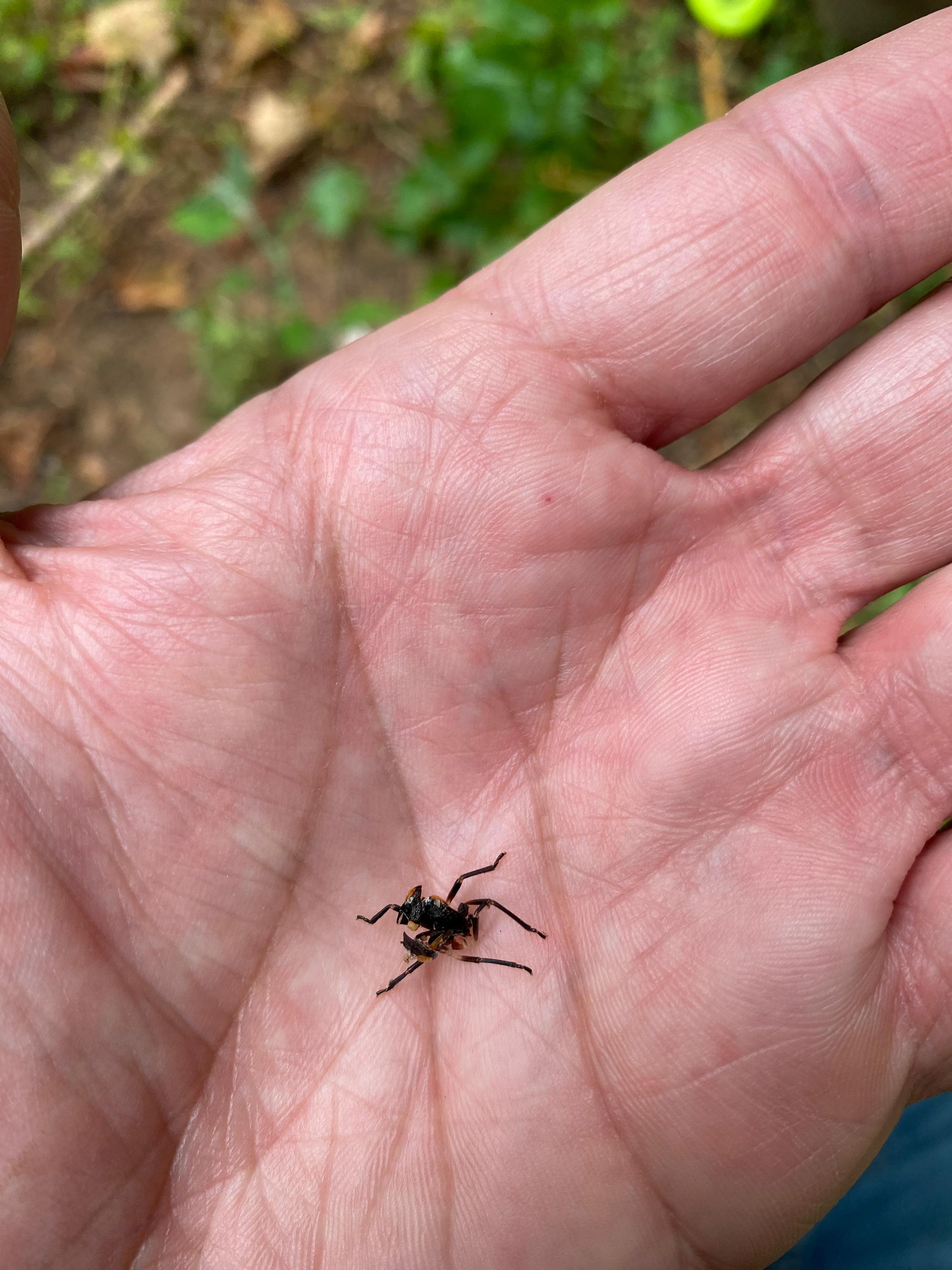 The exoskeleton of a stink bug resting in a hand.