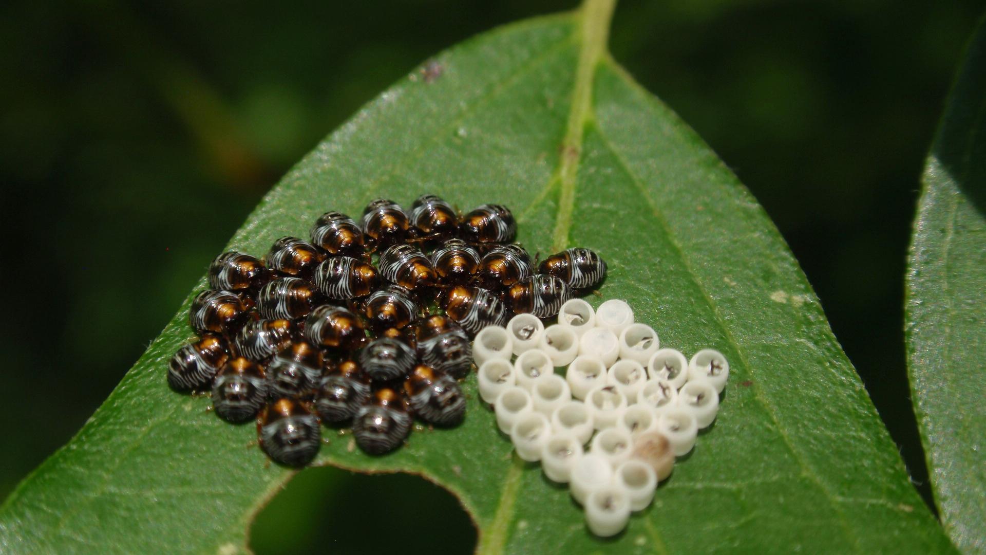 Stink bug eggs on a leaf.