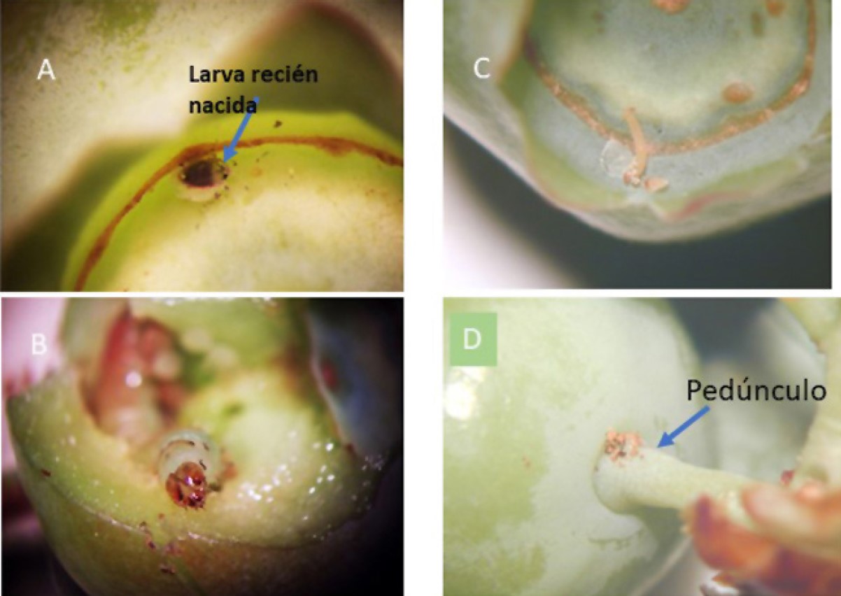 Fig. 12. Izquierda: Larva de CFW recién nacida entrando en el fruto por el cáliz donde entran siempre (A y B). Derecha: Los gusanos del CBFW eclosionan en el cáliz, salen y entran cerca del pedúnculo del frutito donde se observa el excremento que deja la larva (C y D).