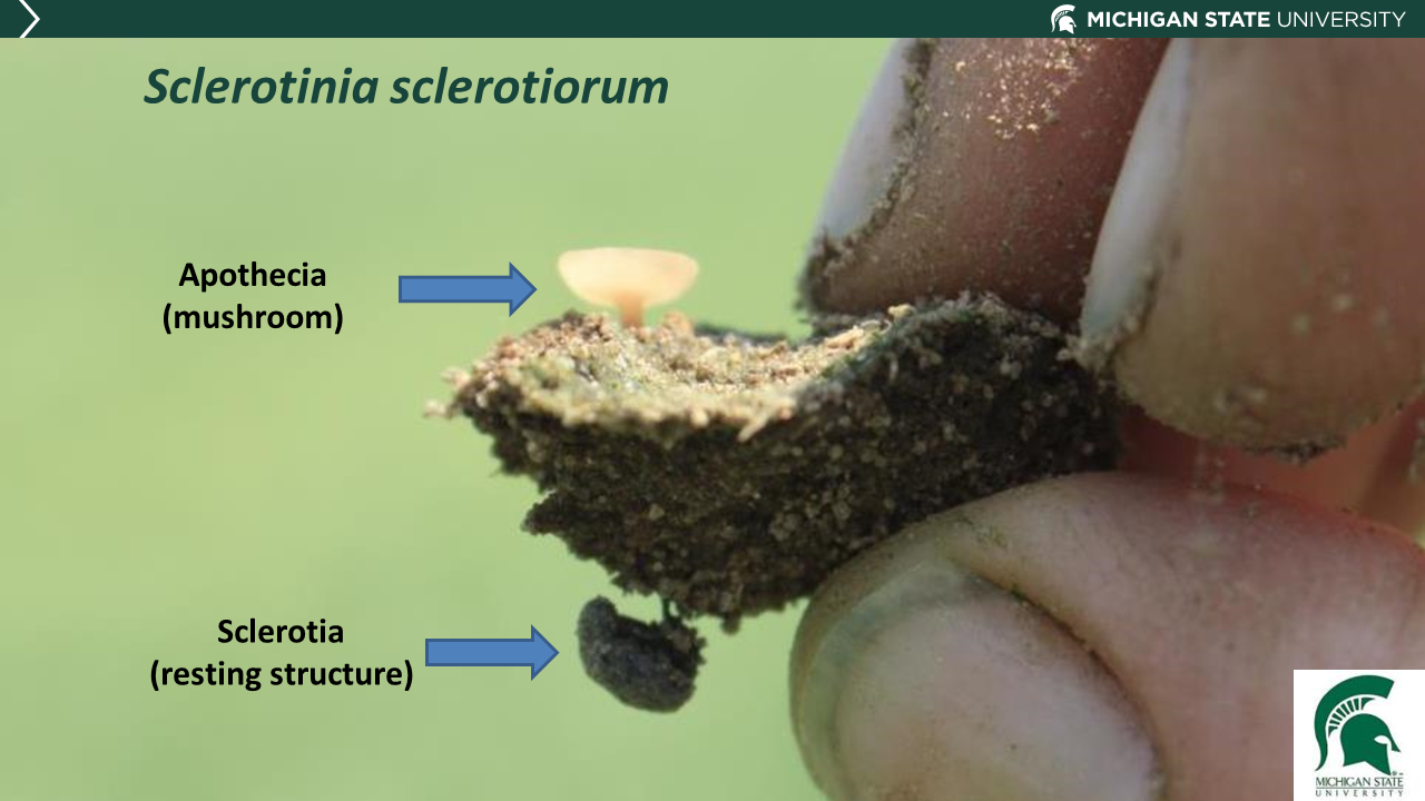 Effects of Fall Tillage on Soybean White Mold and Sudden Death