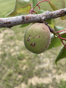 Apricot with damage.