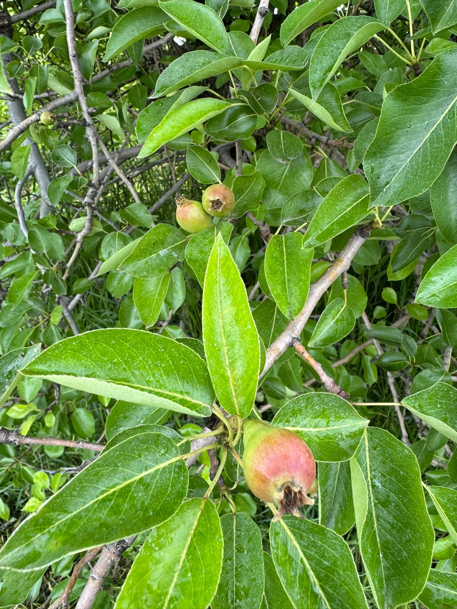 Pear fruit on a tree.
