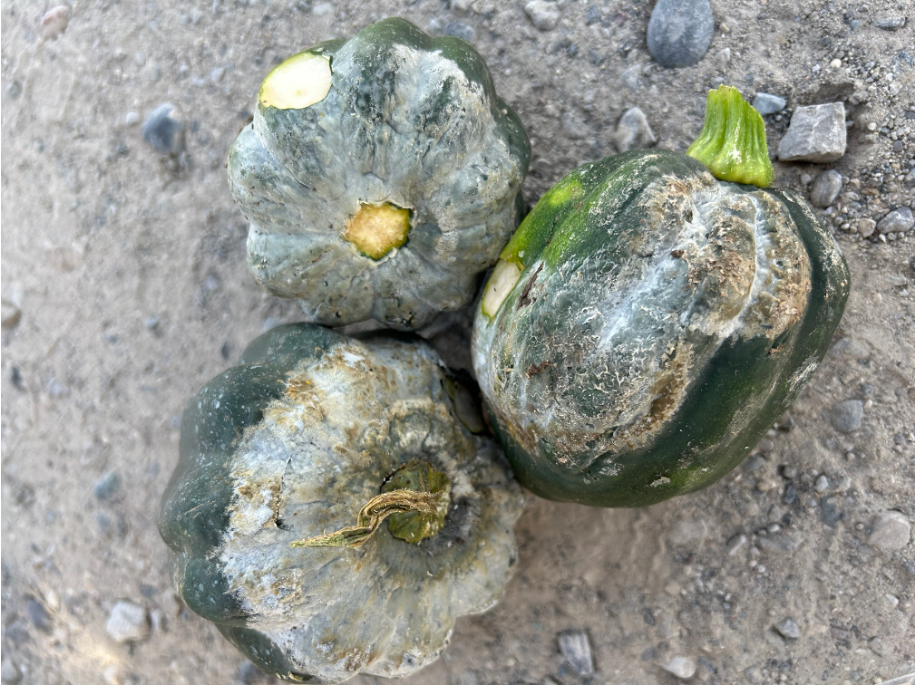 infected acorn squash