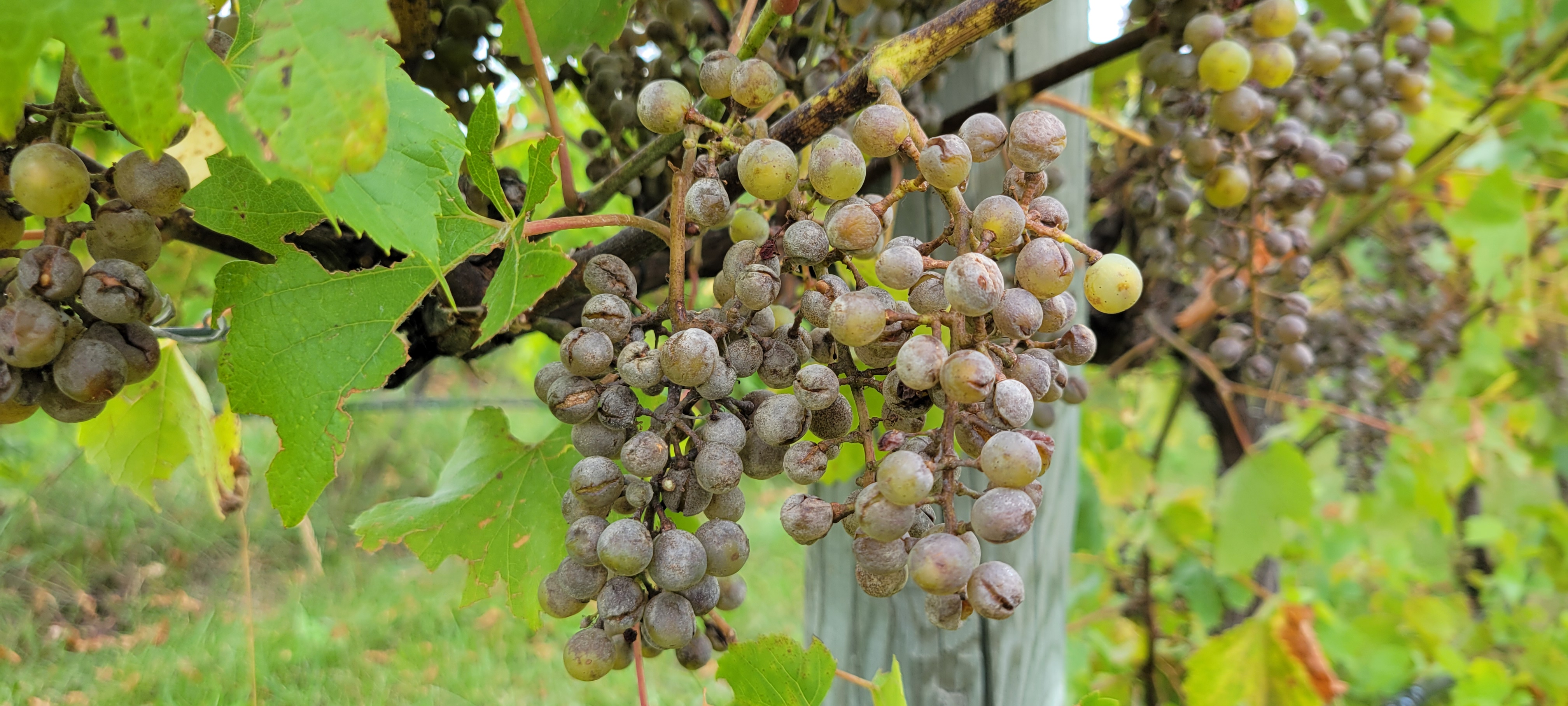 Michigan grape scouting report – August 29, 2024 - Grapes