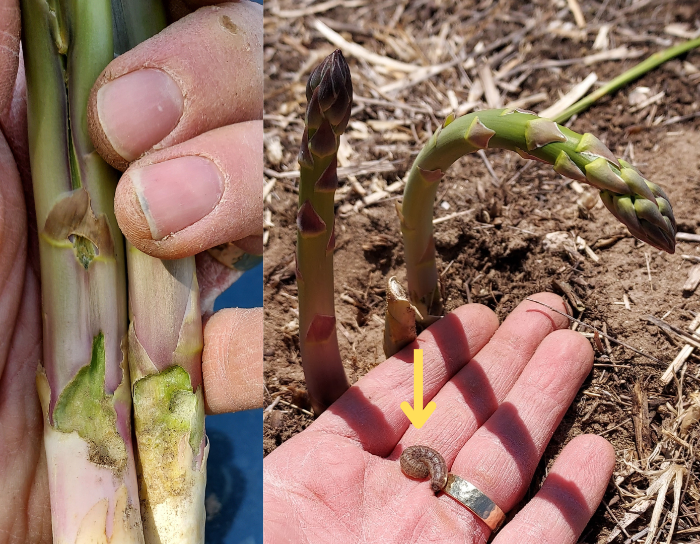 Grow More Asparagus - Alabama Cooperative Extension System