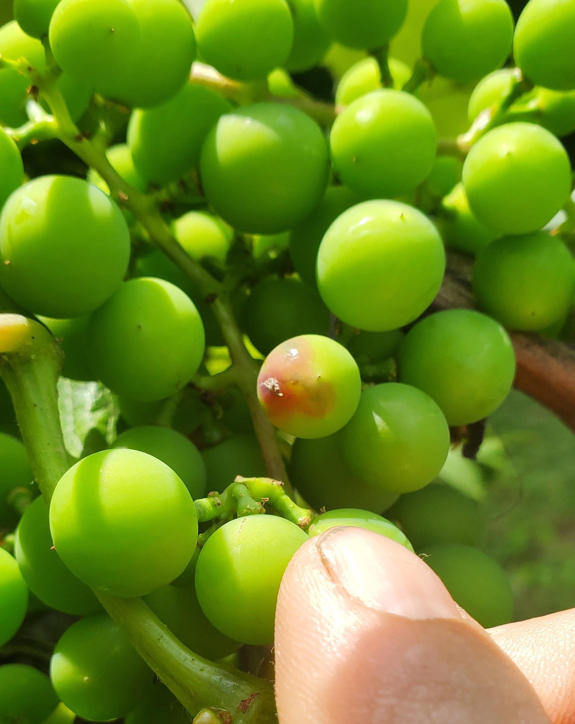 A cluster of grapes with one showing grape berry moth damage.