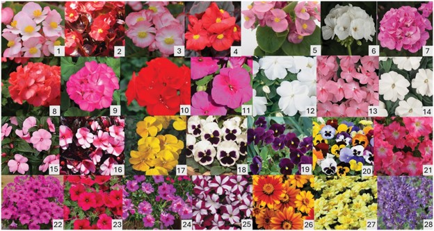 Some cultivars of annual plants are pollinator-friendly - Floriculture ...