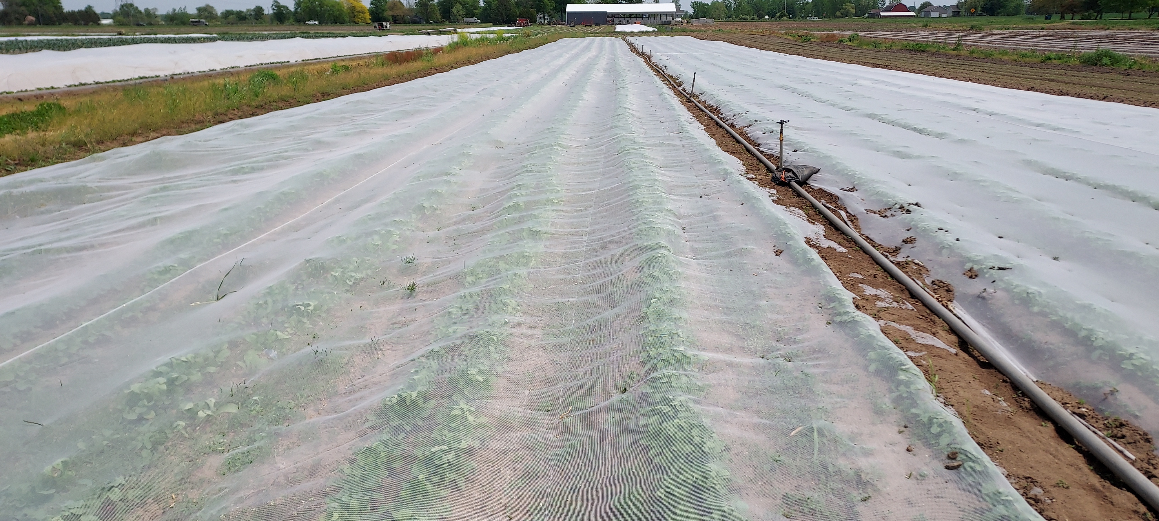 Irrigation considerations for the small vegetable farm - MSU Extension