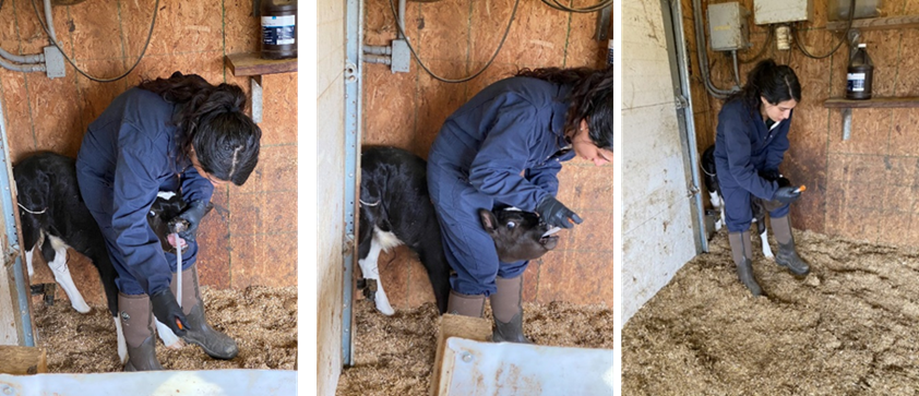 Person tube feeding a calf