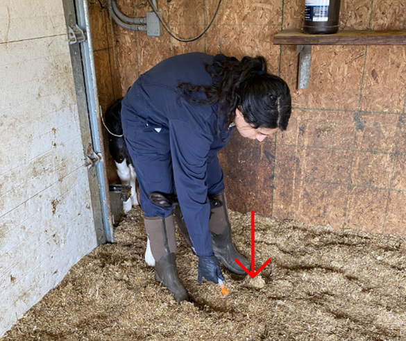 Person tube feeding a calf