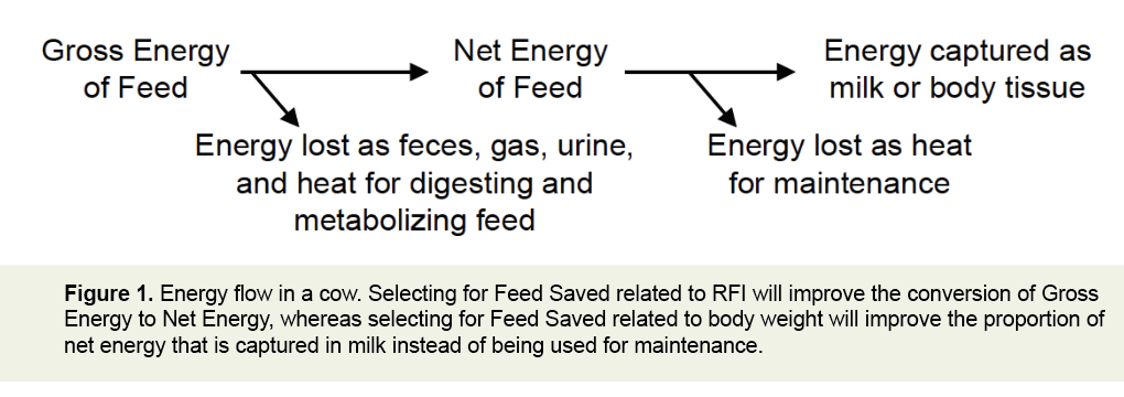 Major US project: Better cow breeding for feed efficiency - Dairy Global