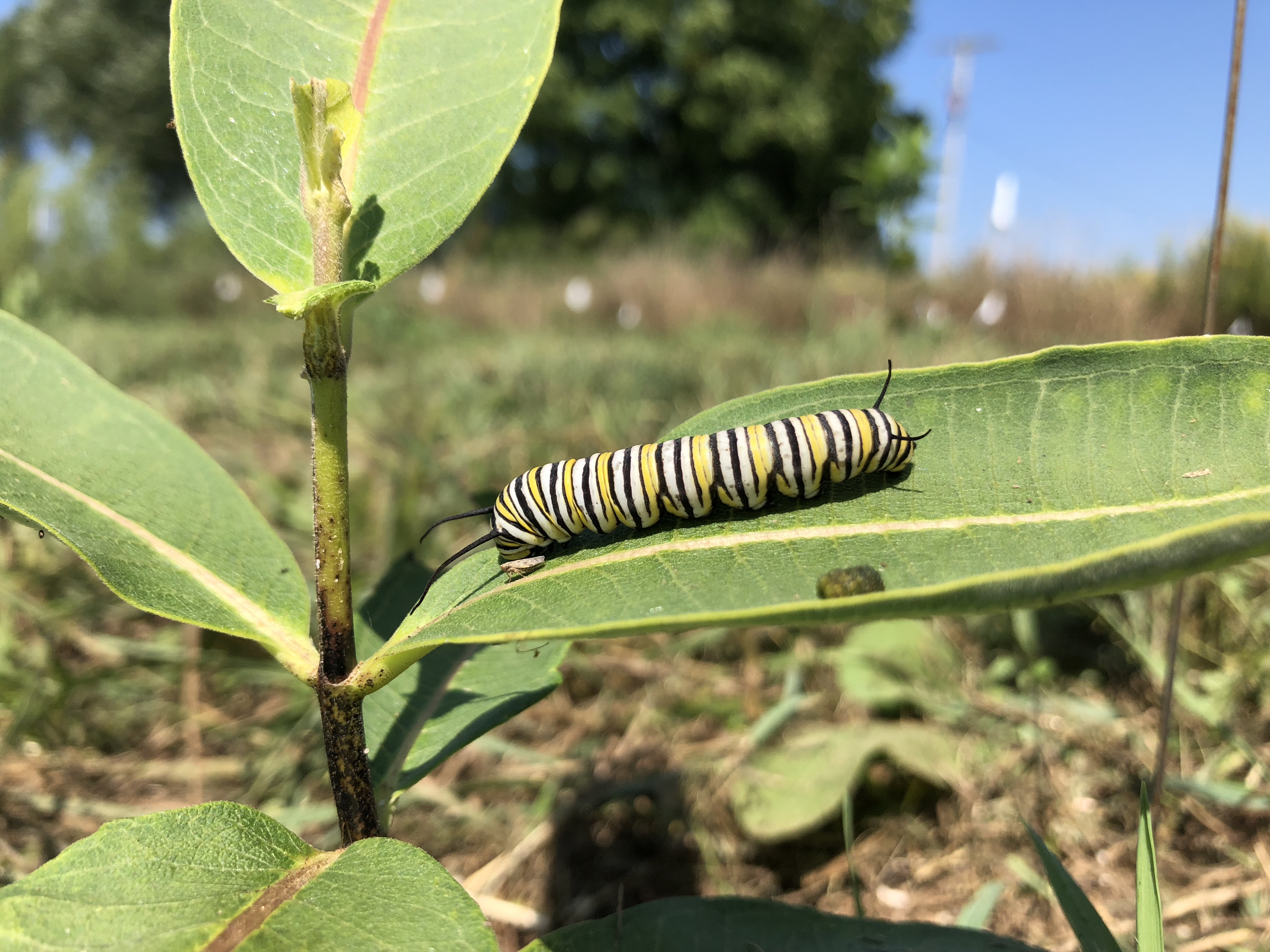 Caterpillar on milkweed