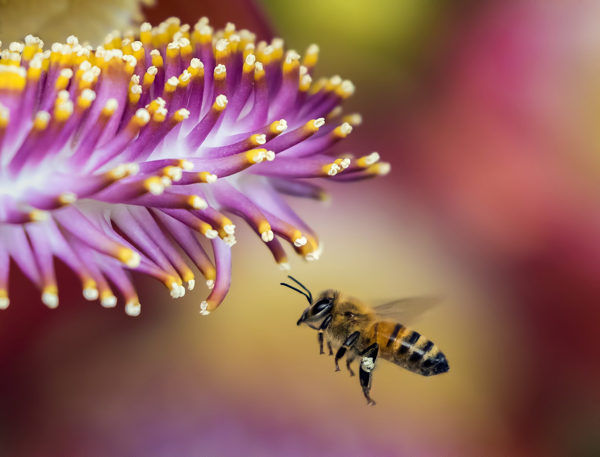 Bee and flower