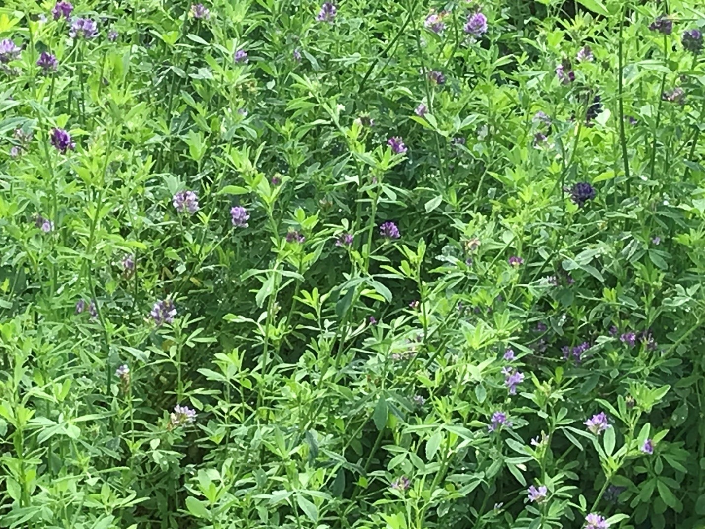 Alfalfa field