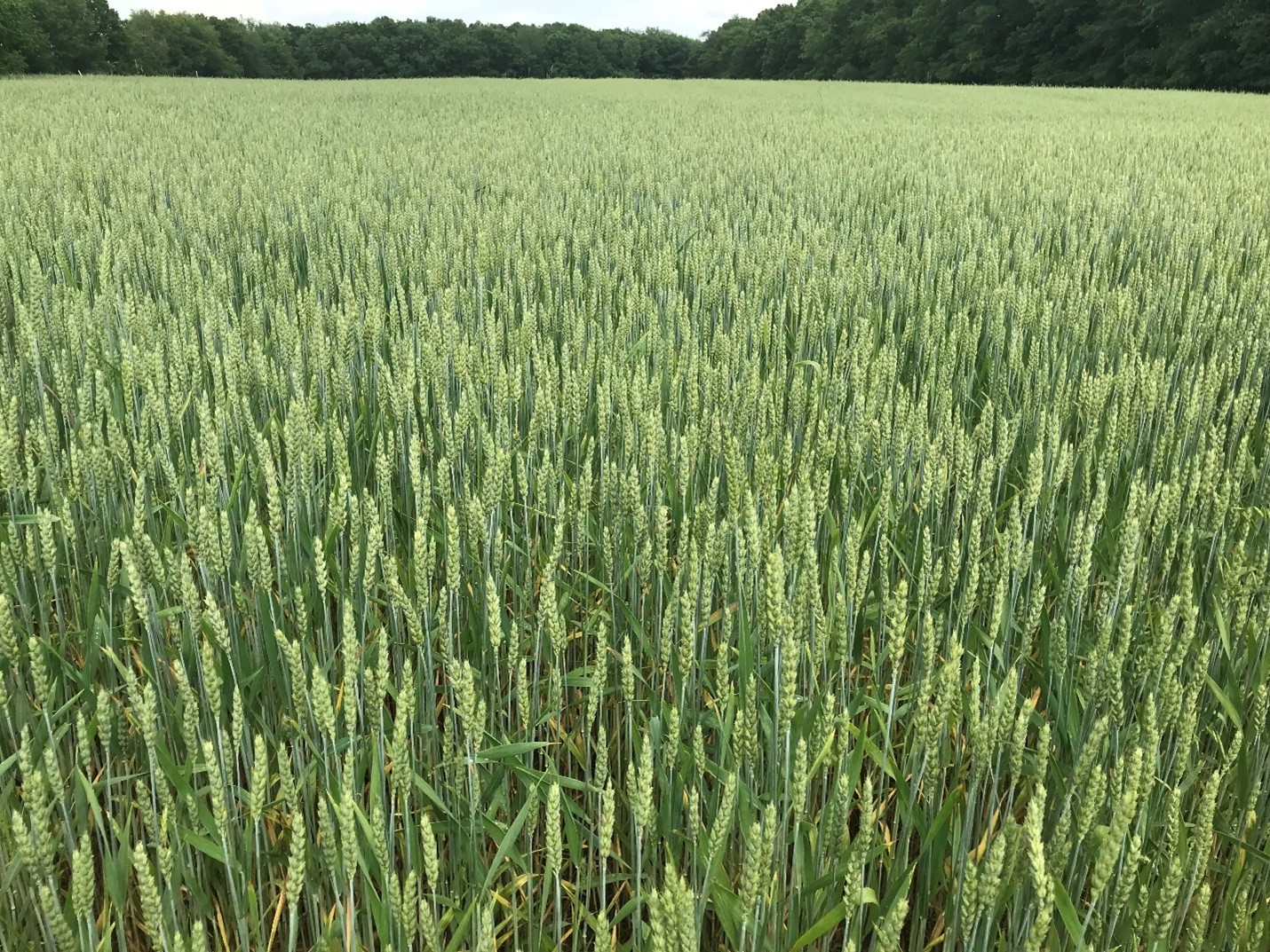 Wheat field