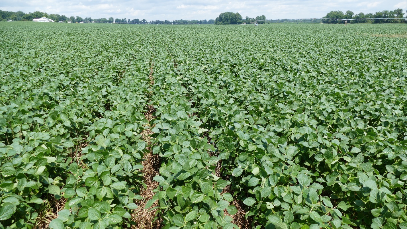 Southwest Michigan field crops update – July 14, 2022 - Field Crops