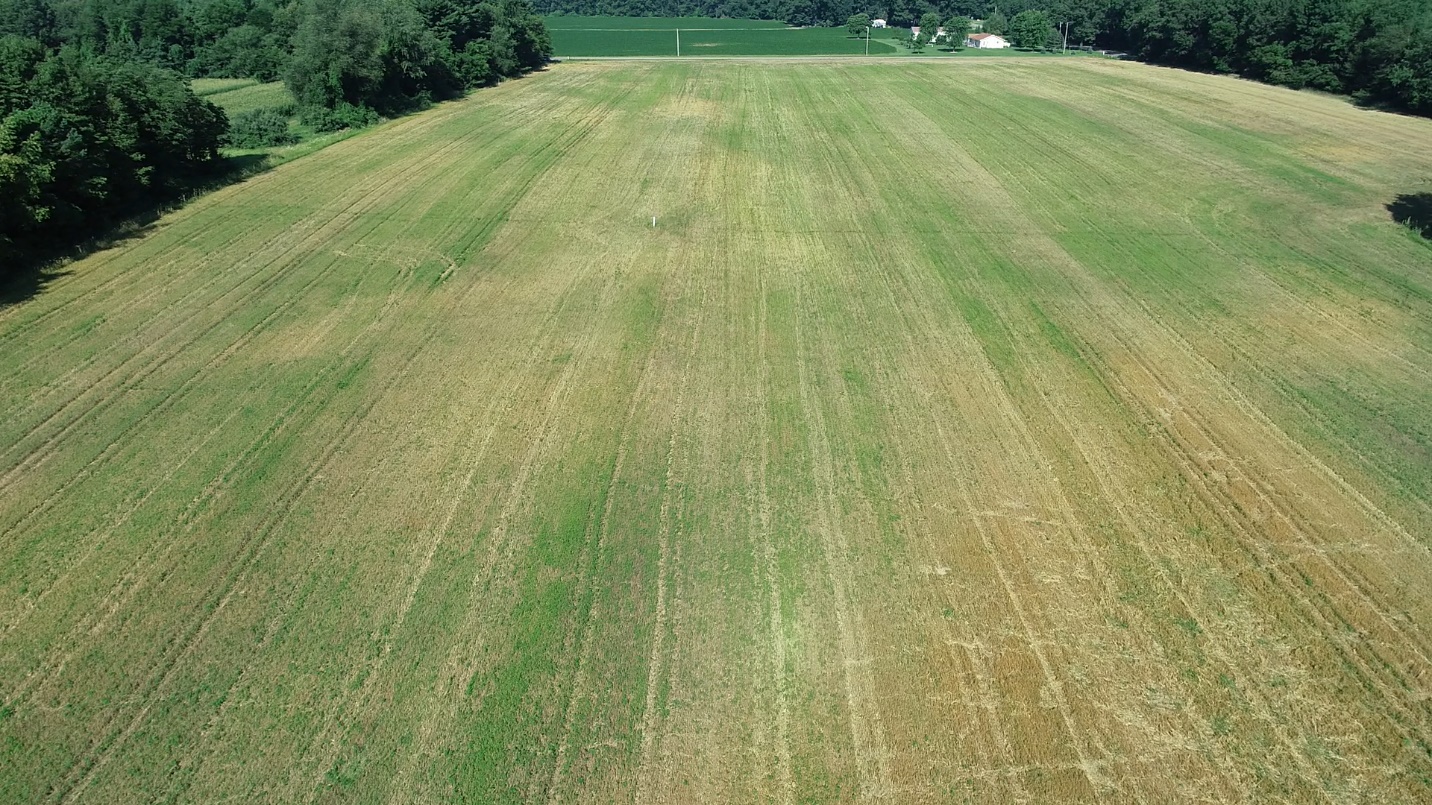 Southwest Michigan field crops update – July 21, 2022 - Field Crops