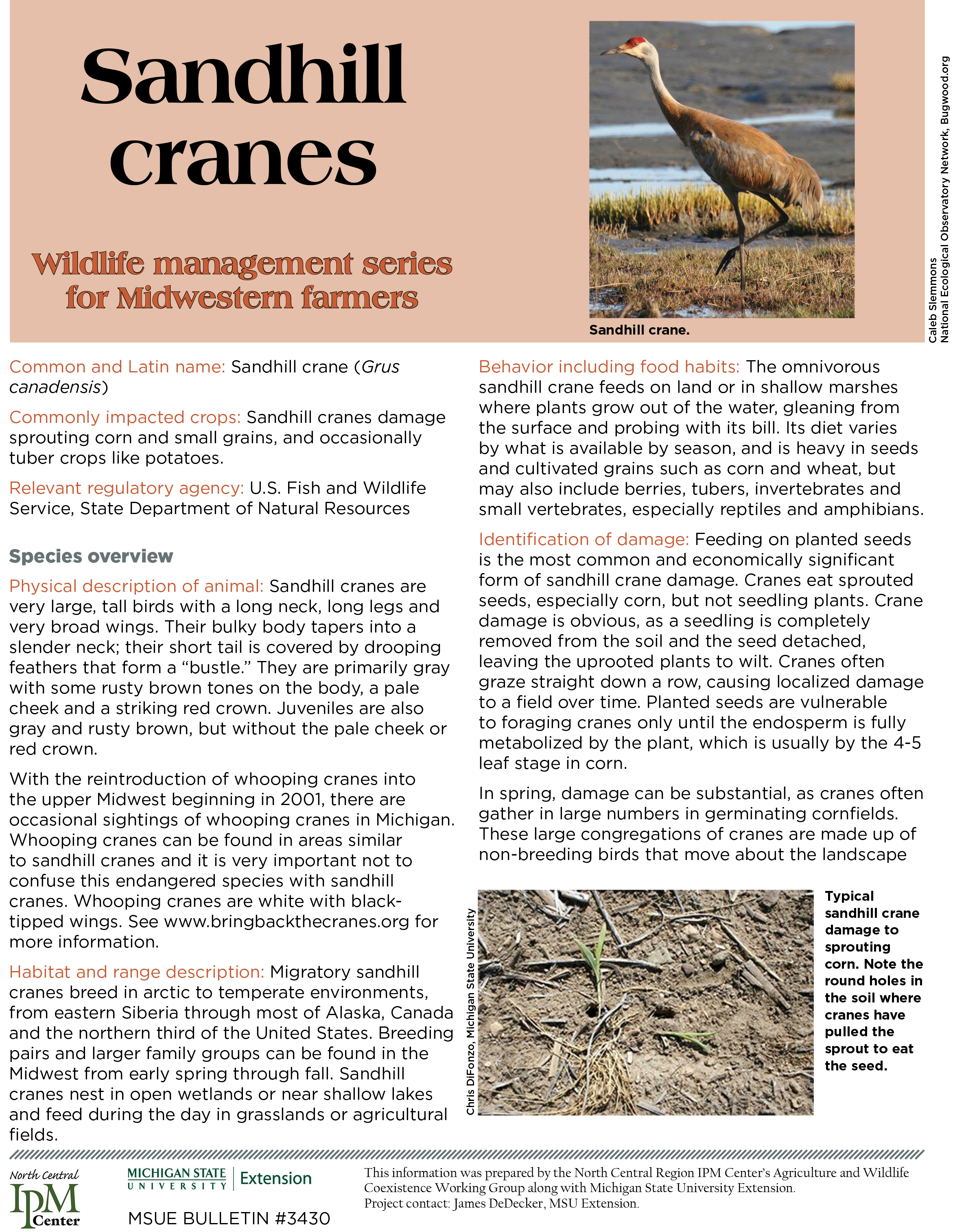 Farms that feed migrating sandhill cranes plan for conservation