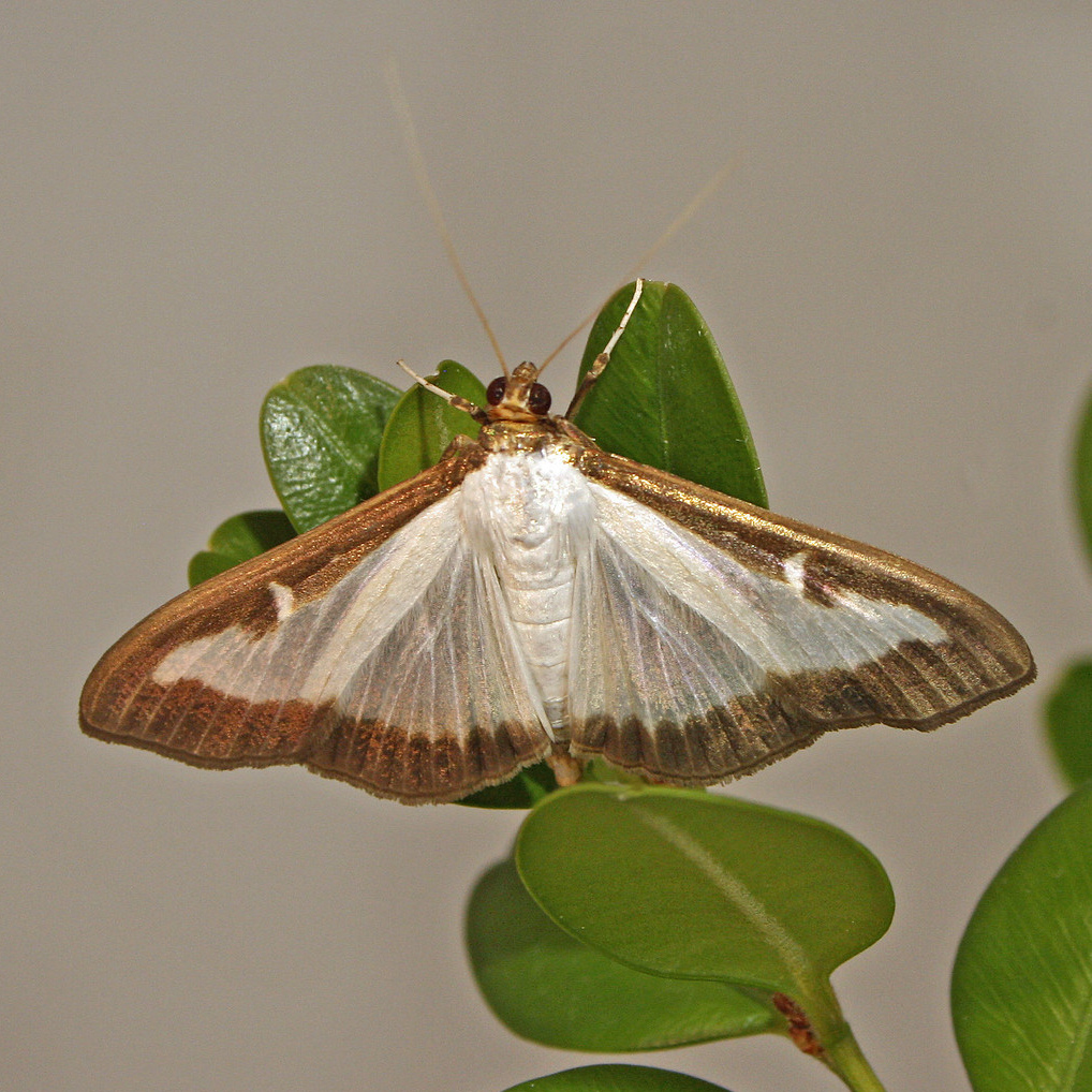 Box tree moth quarantine covers 12 southern Michigan counties ...