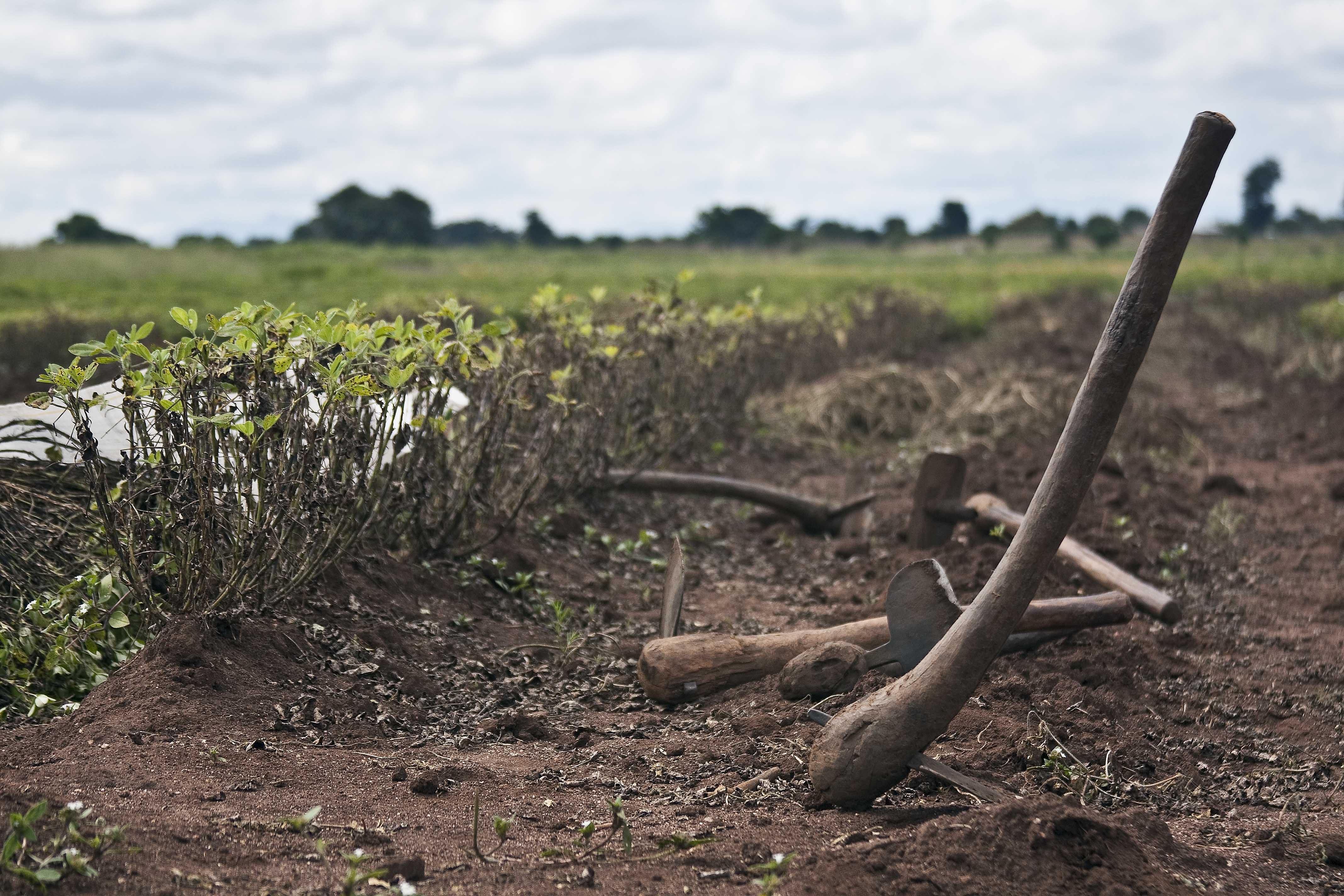 Орудие хозяйства. Примитивные пахотные орудия. Farming Tools. Farm Tools.