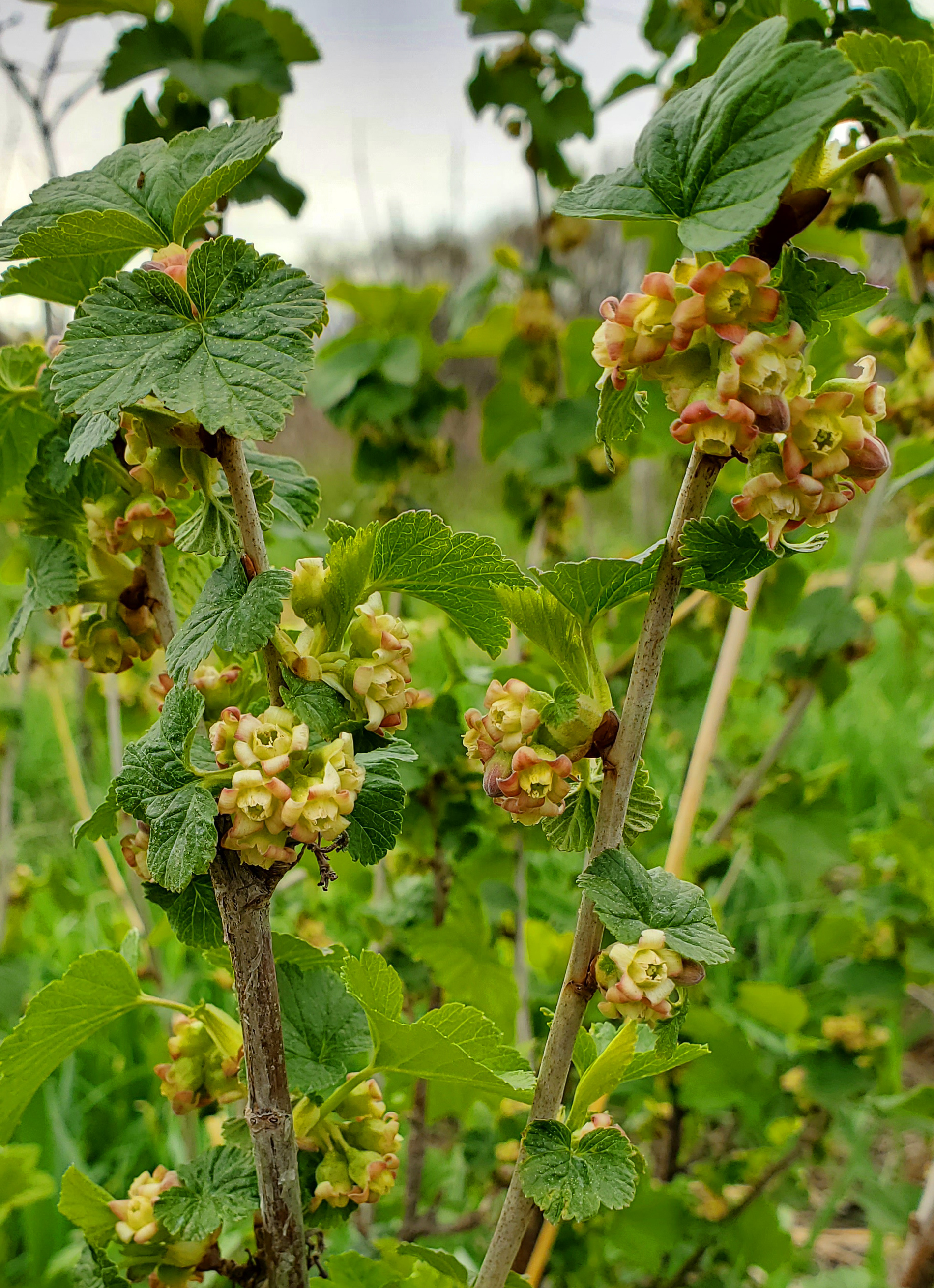 Currants at full bloom stage.