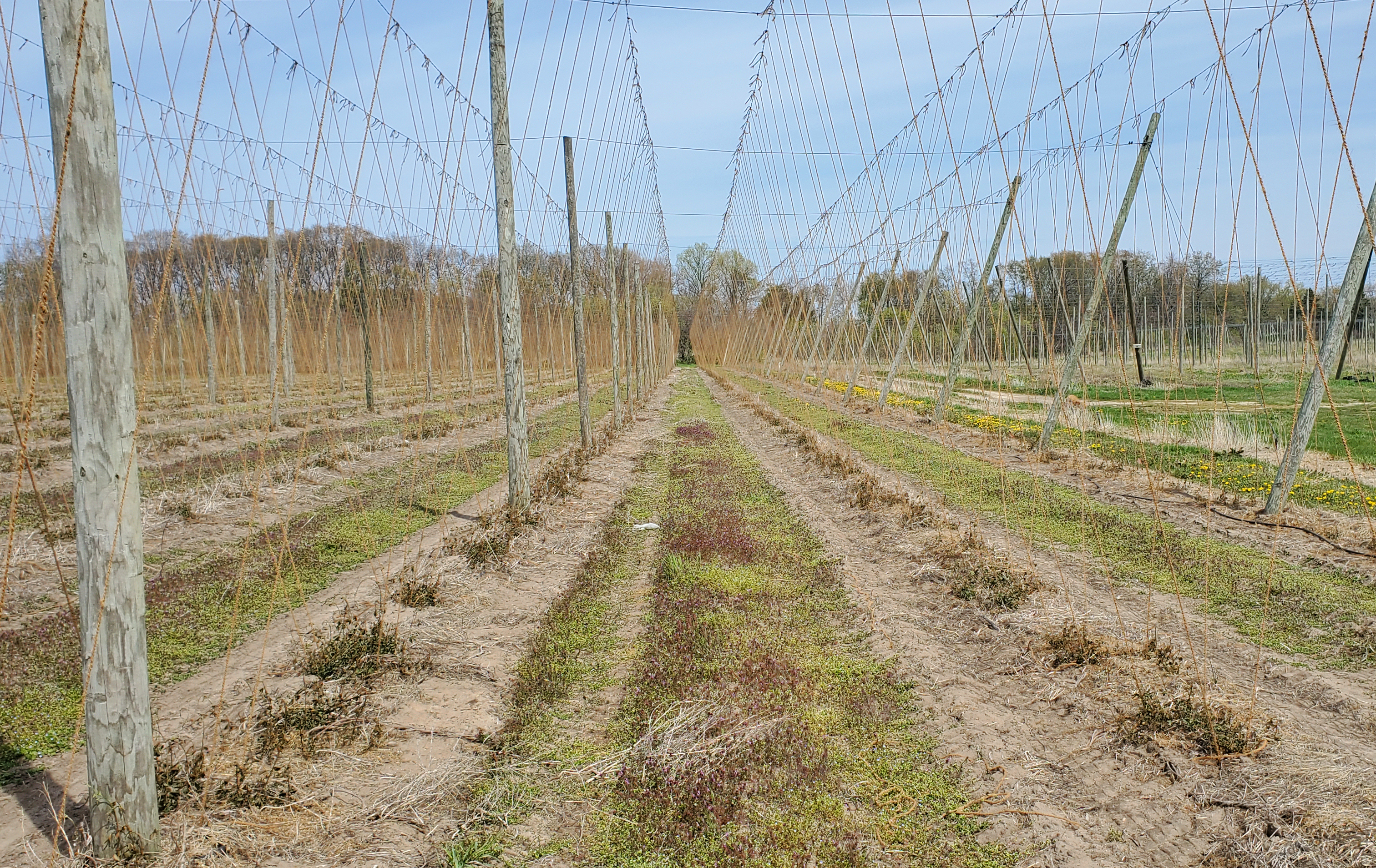 Hops being strung.