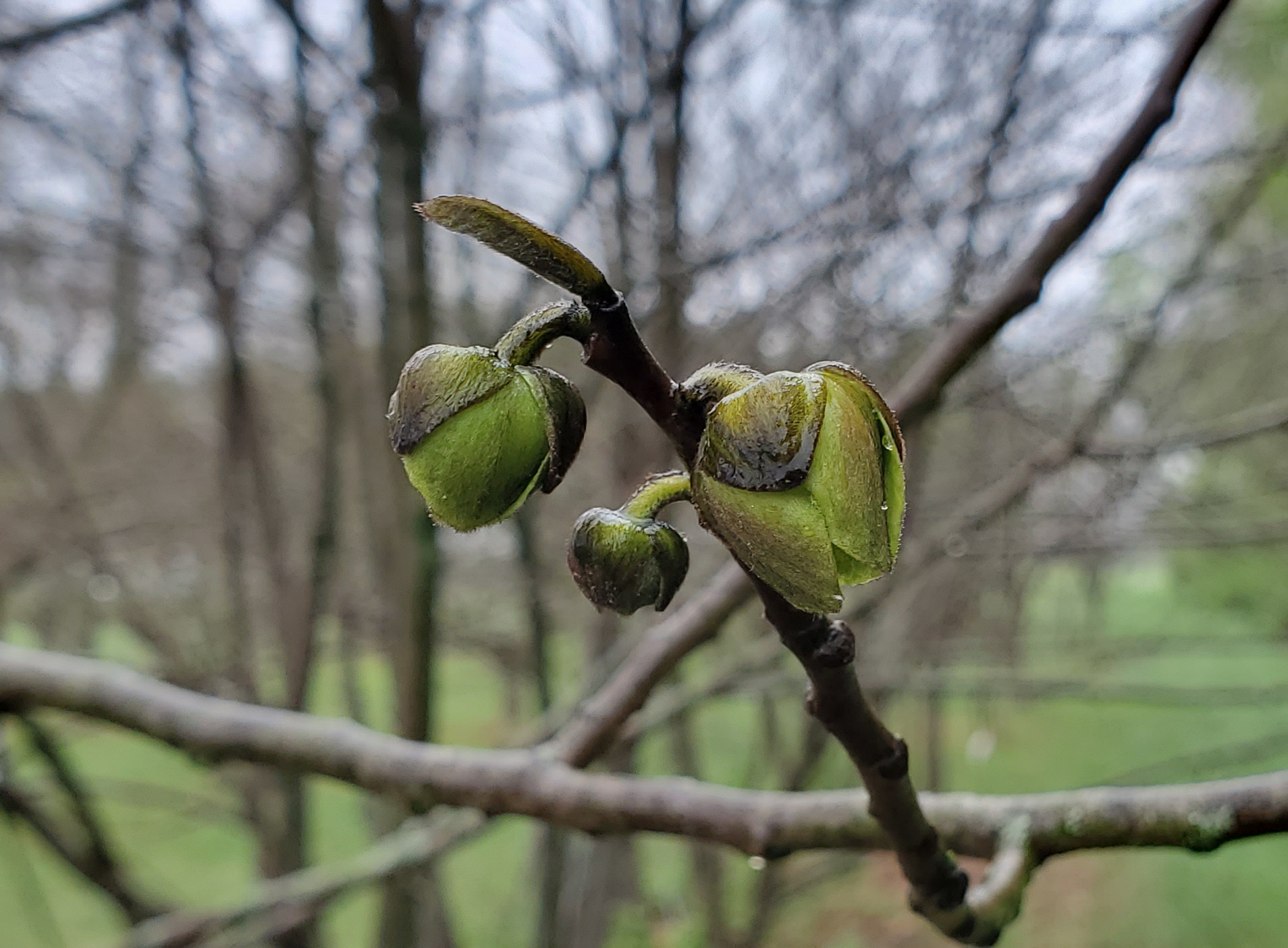 Pawpaw crop starting to leaf out.