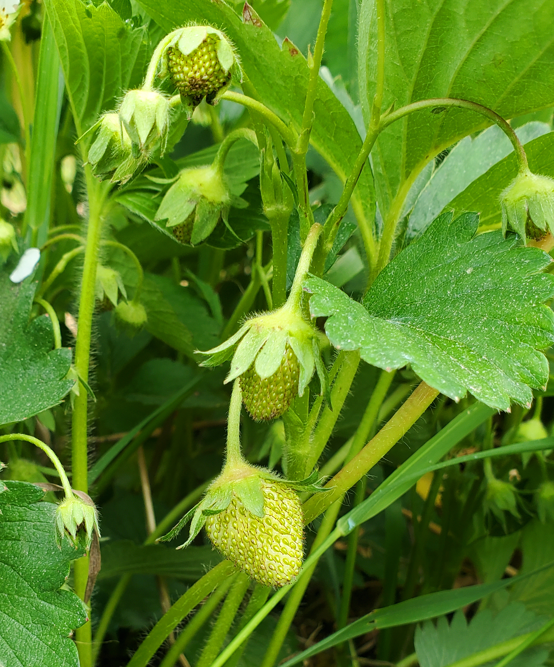 Strawberry bloom.