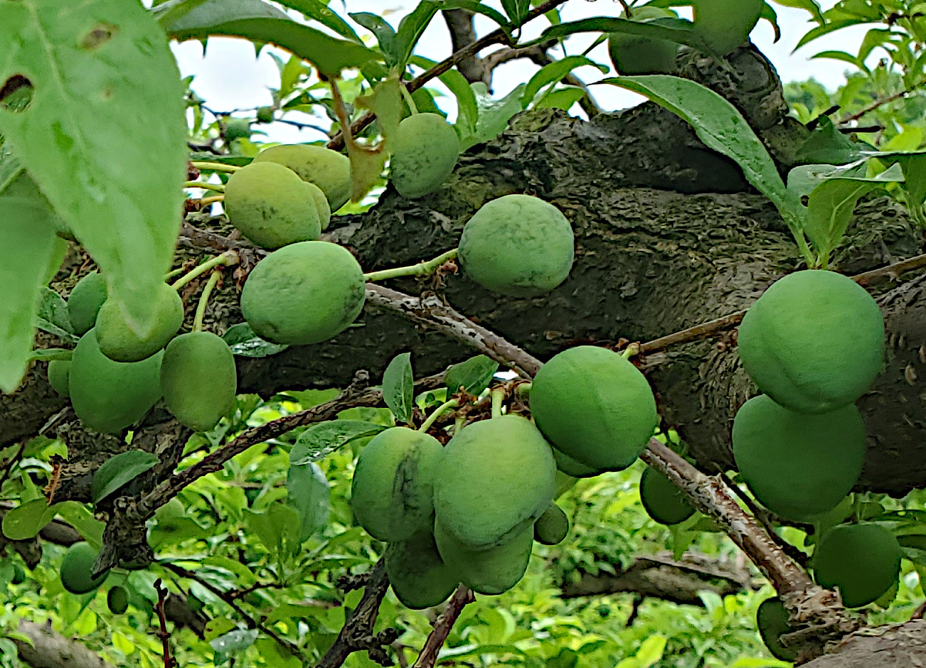 https://www.canr.msu.edu/fruit/uploads/images/20210607_japanese_plum.jpg?language_id=1