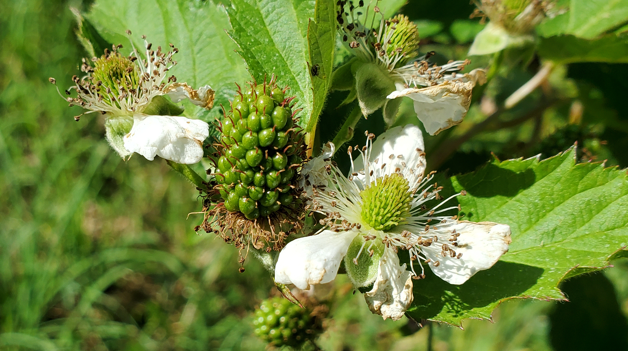 Blackberries