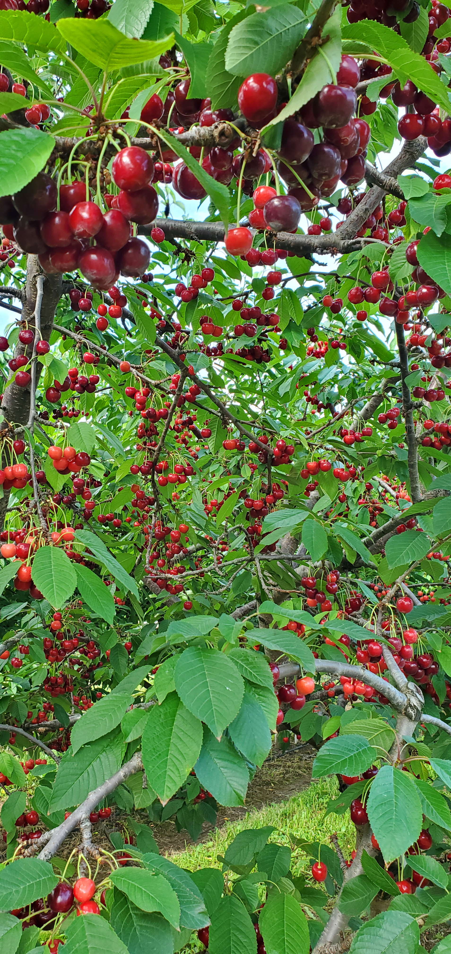 Sweet cherries hanging off a tree.