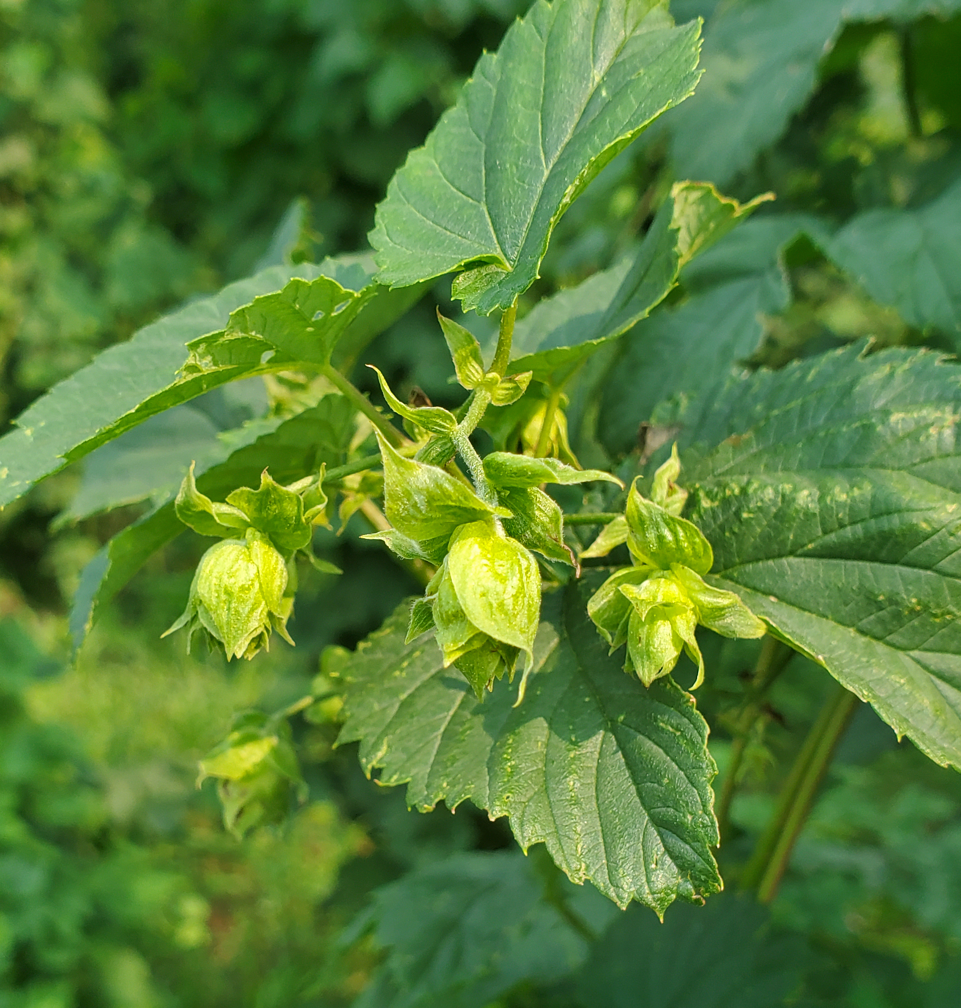 Chinook hops flowering.