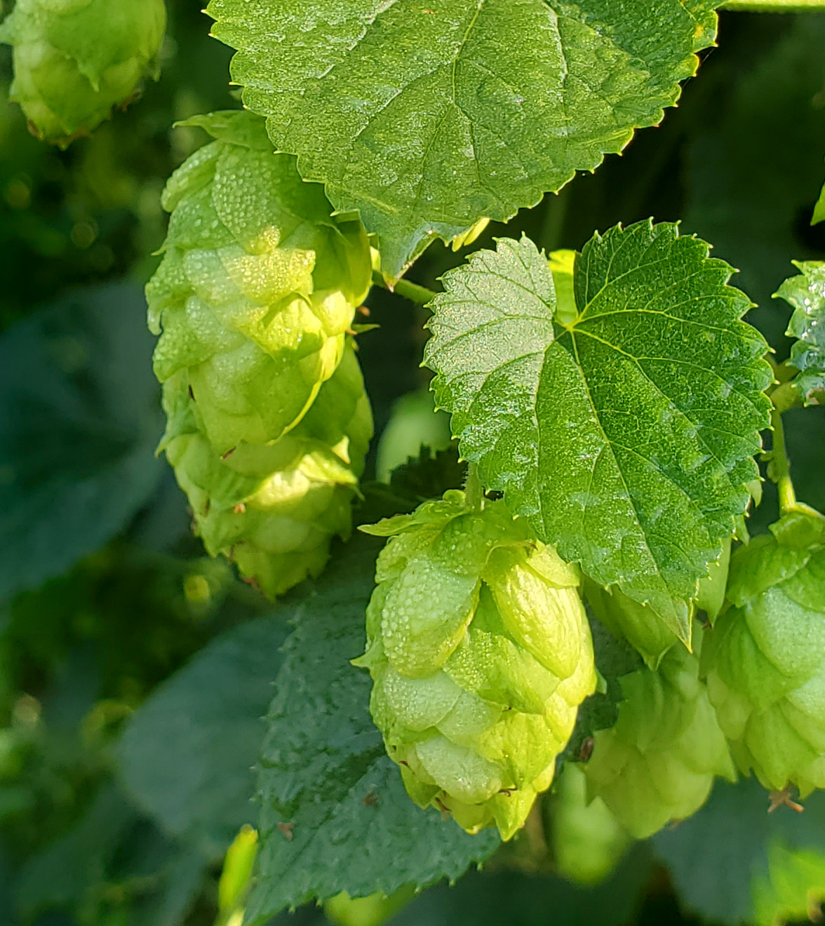 Cascade hops with cones.