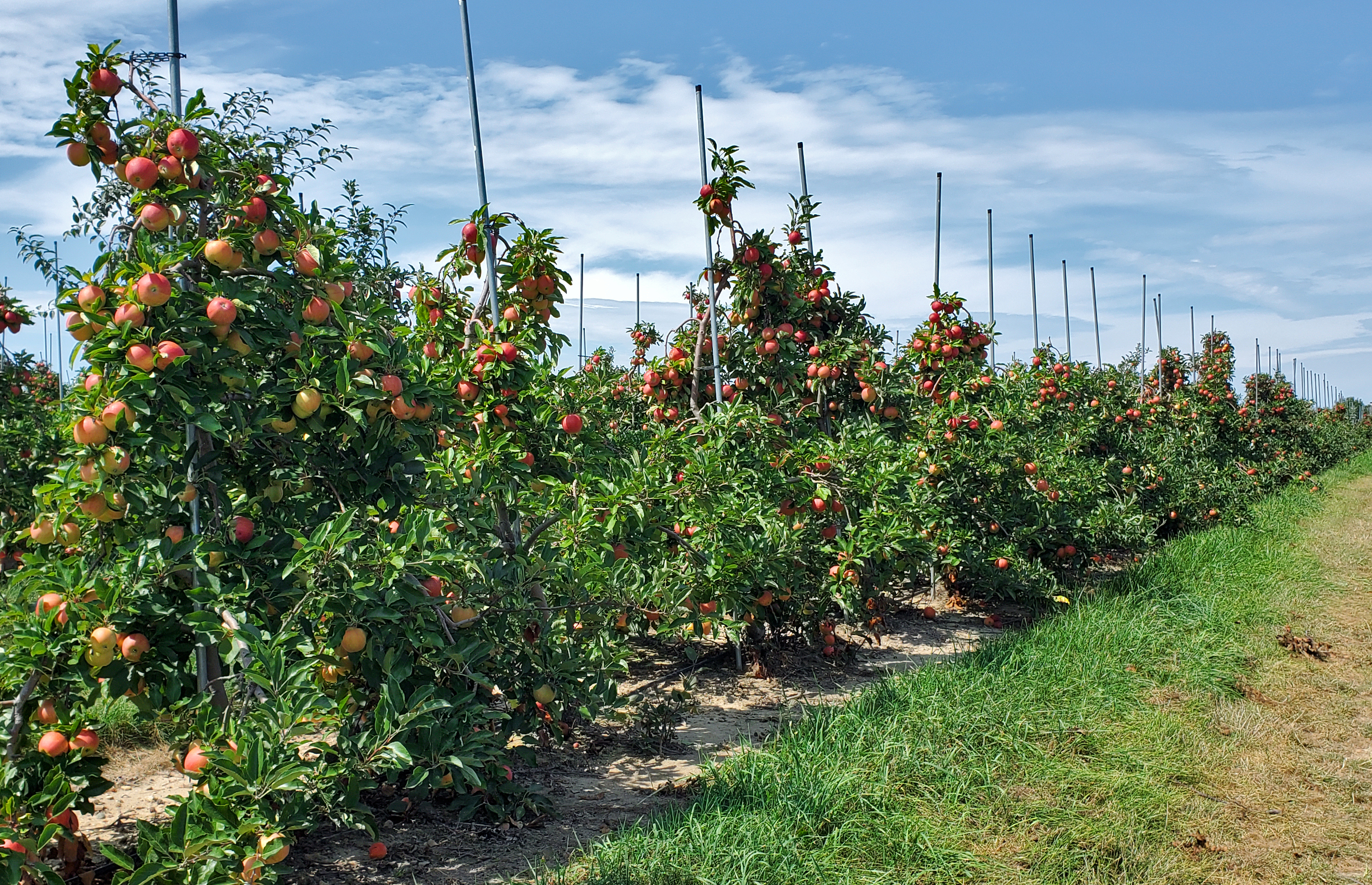 Apple orchard.