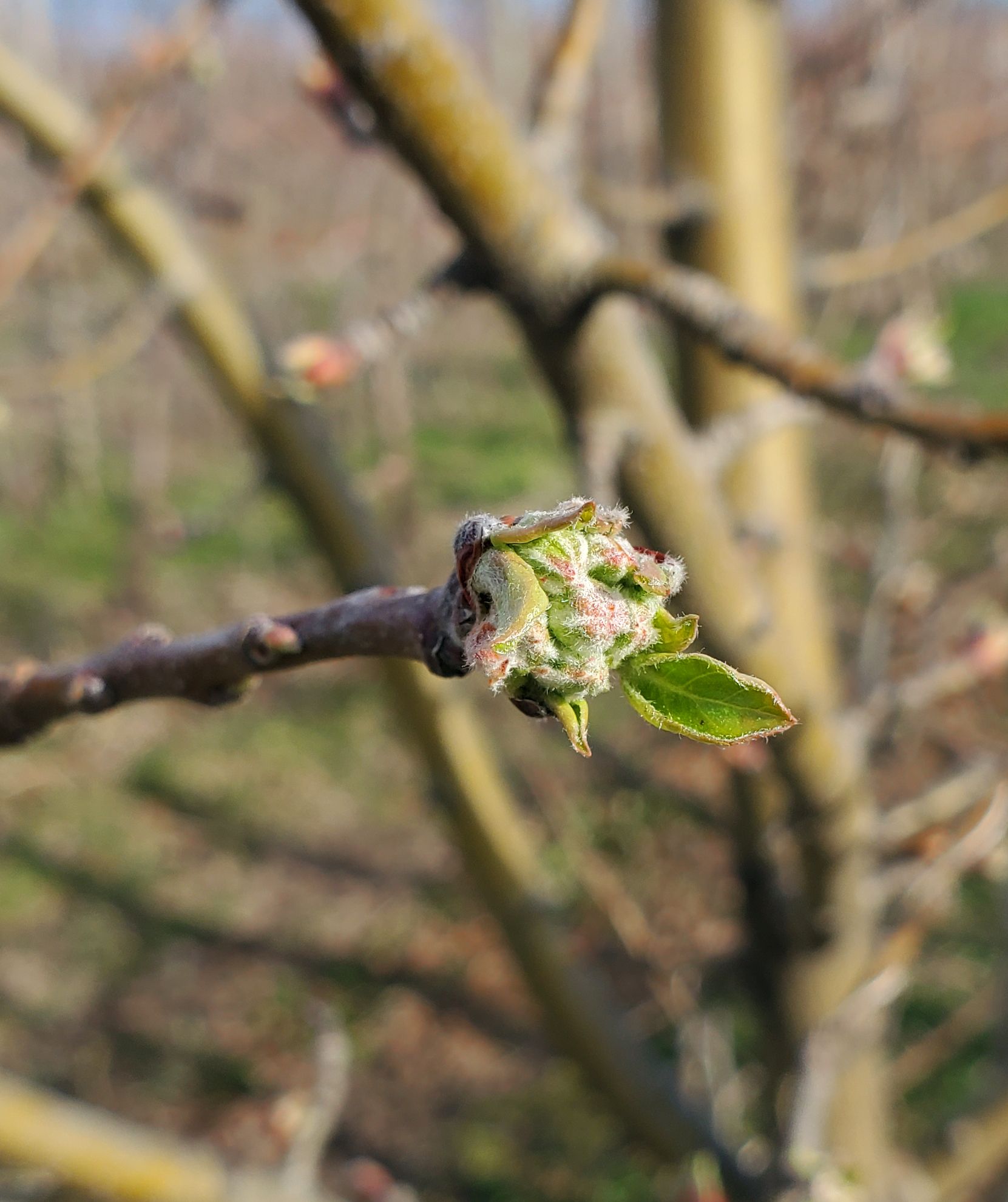 Apples are blooming.