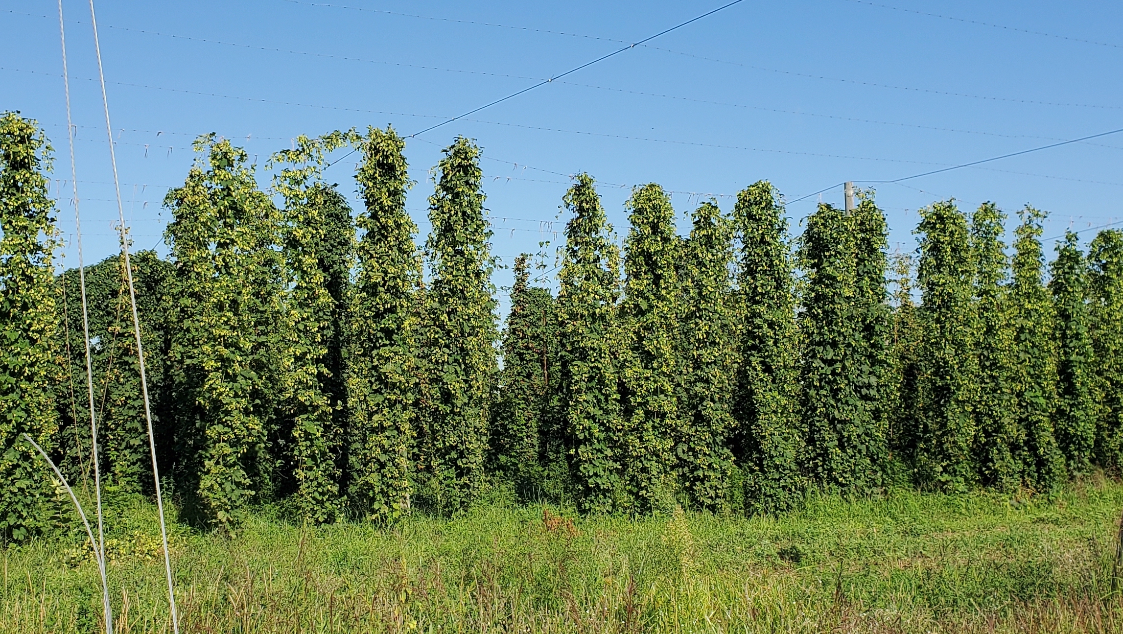 Hops in a hopyard.