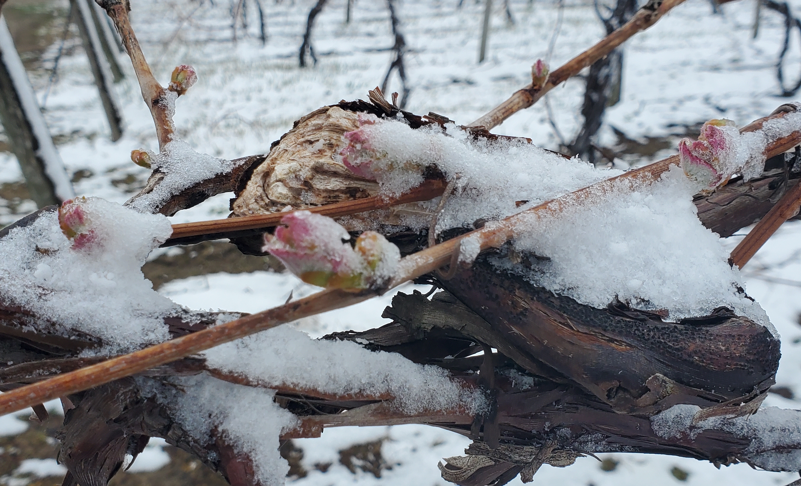 Concord grape buds