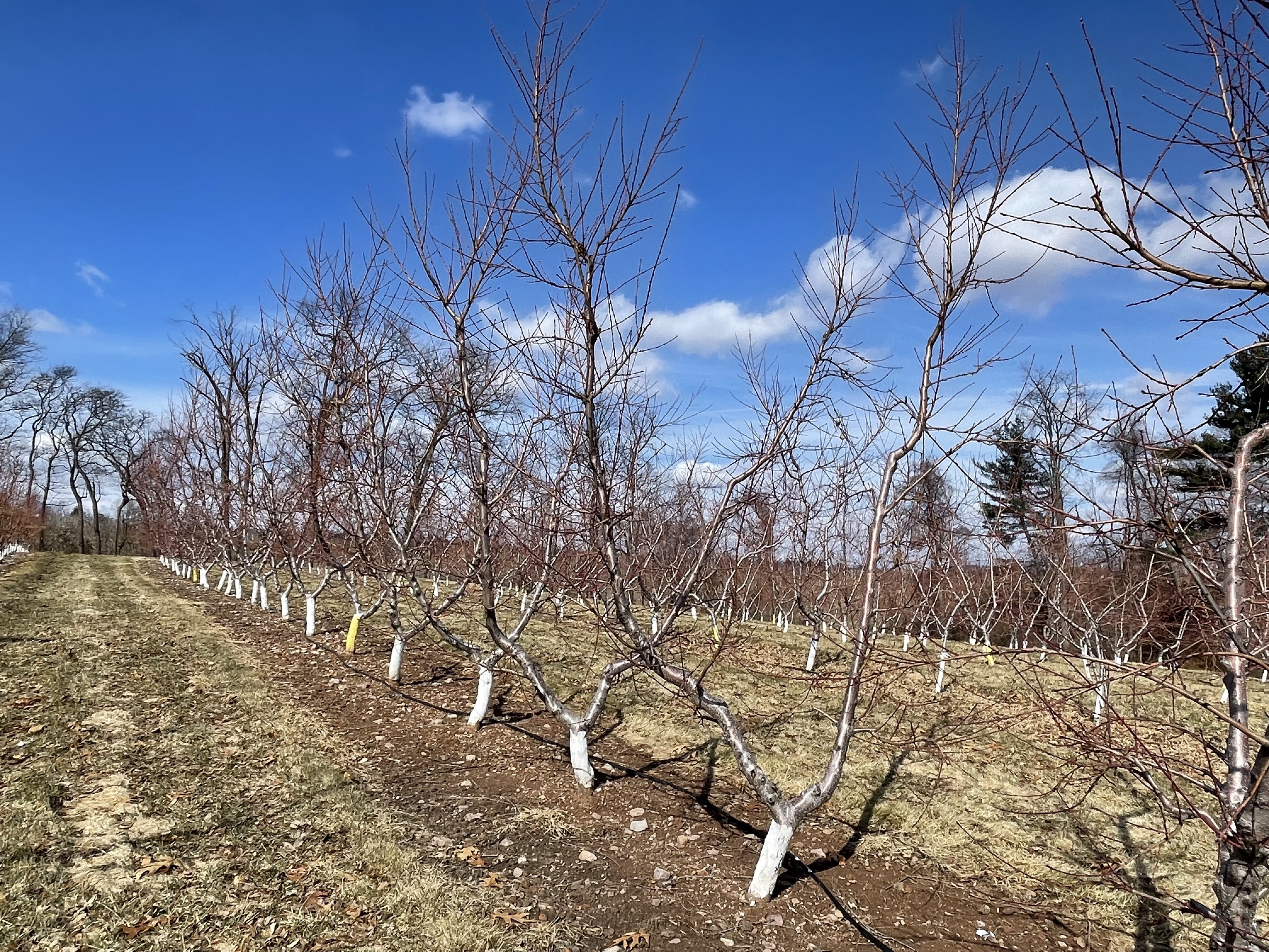 Peach orchard.