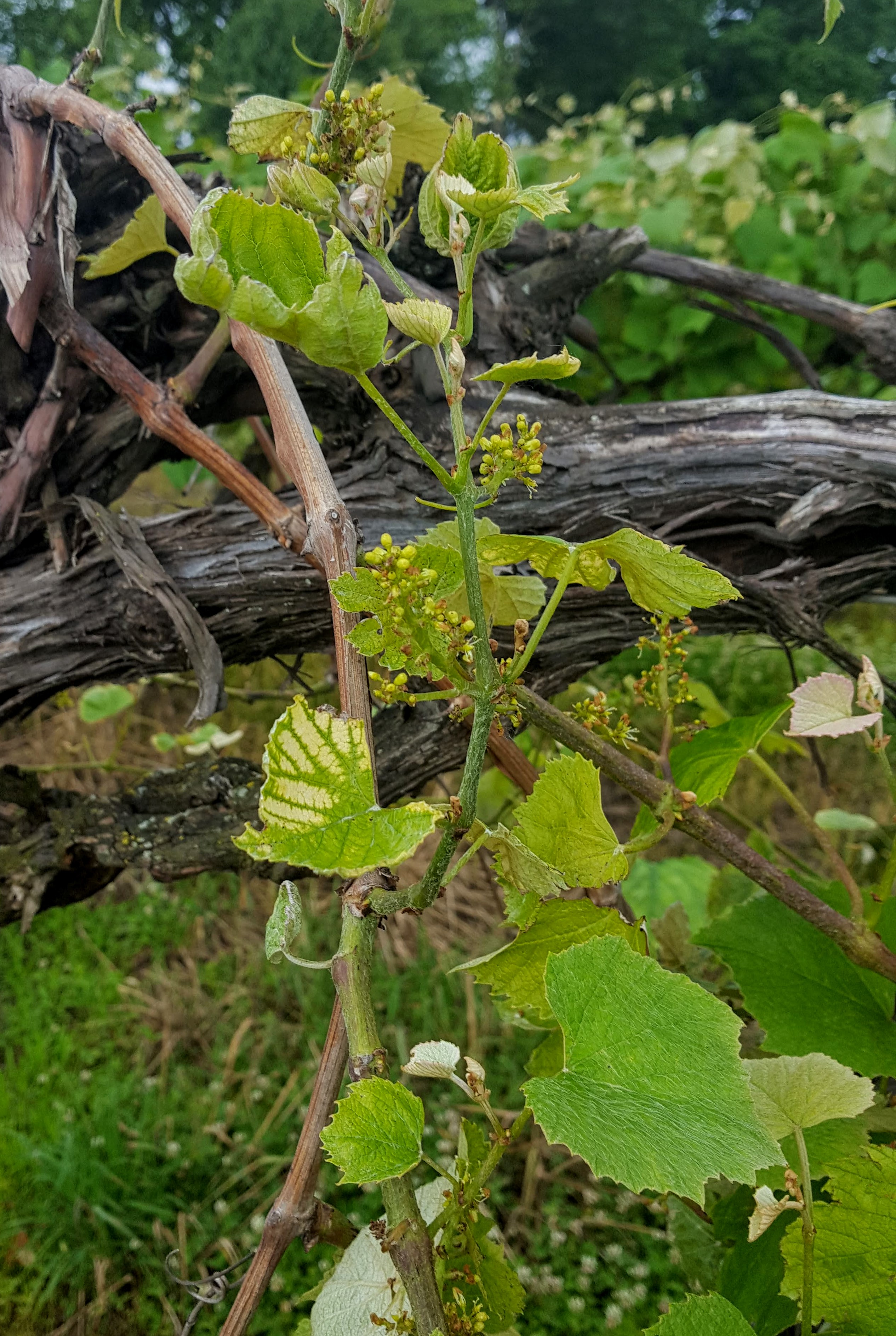 Southwest Michigan fruit update – June 25, 2019 - Fruit & Nuts