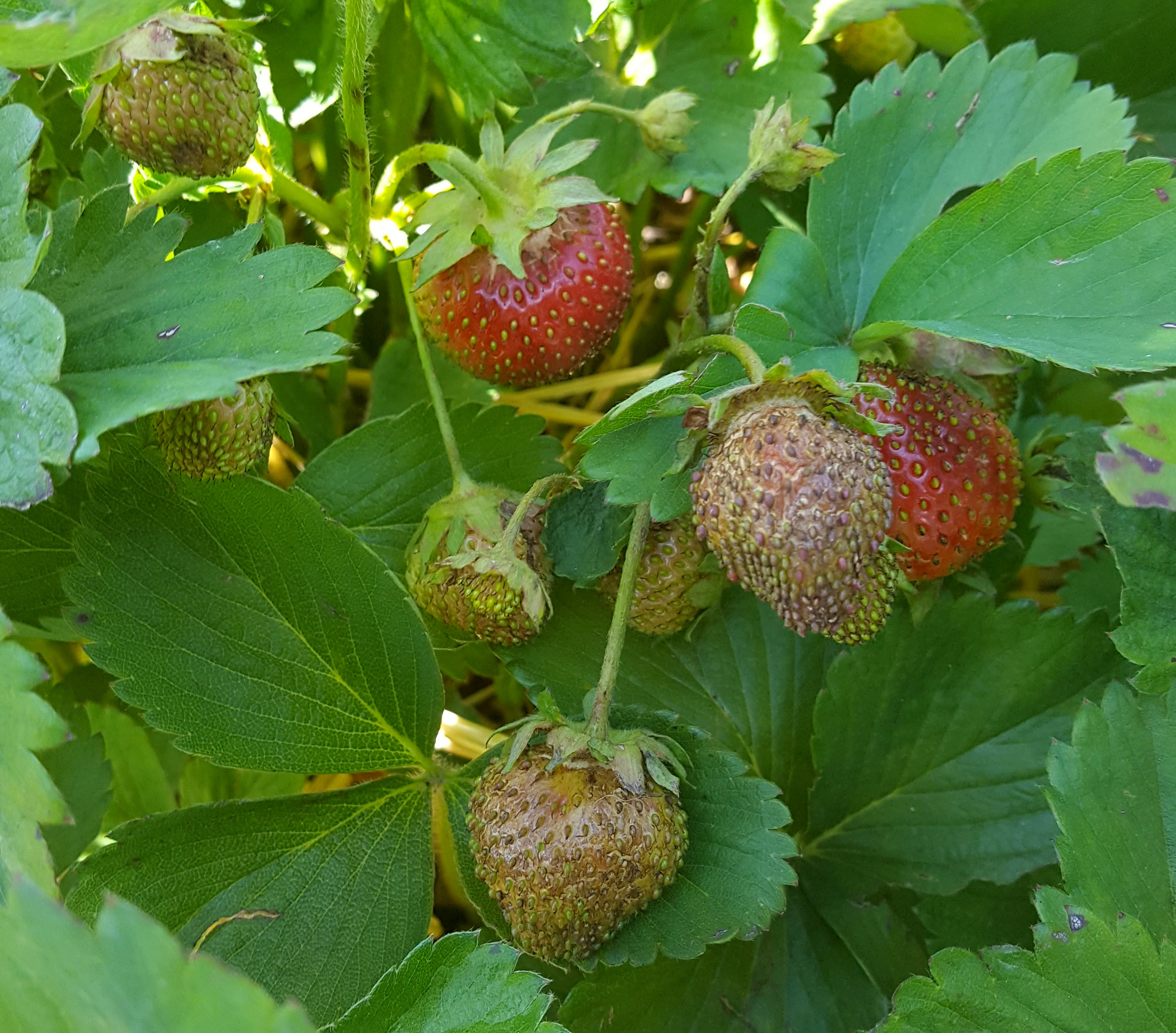 Weather Resistant Red Berry Cluster Branch DS-11 | The Last Straw