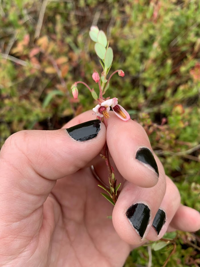 Cranberry blooming.