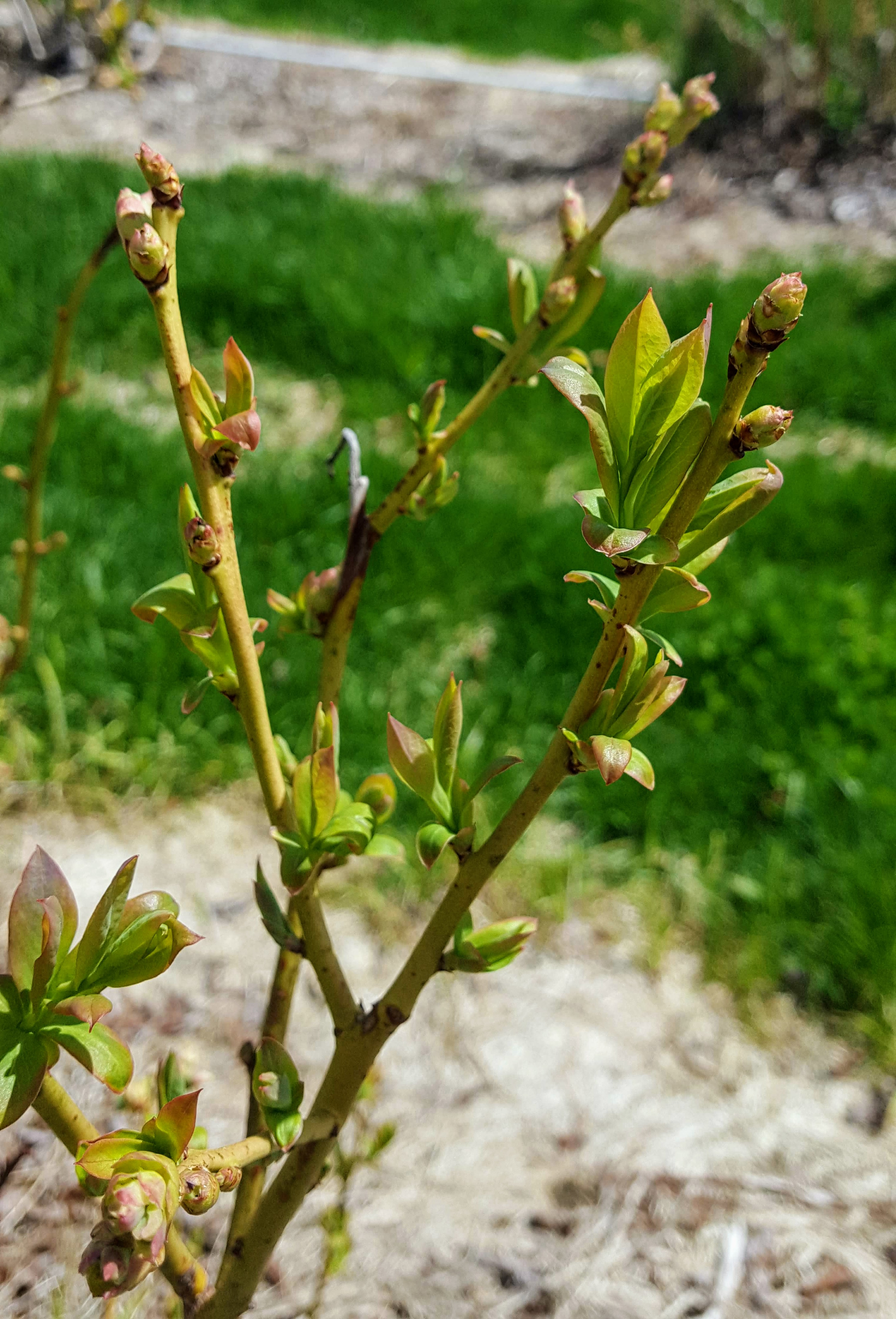 Flower buds vs. leaf buds