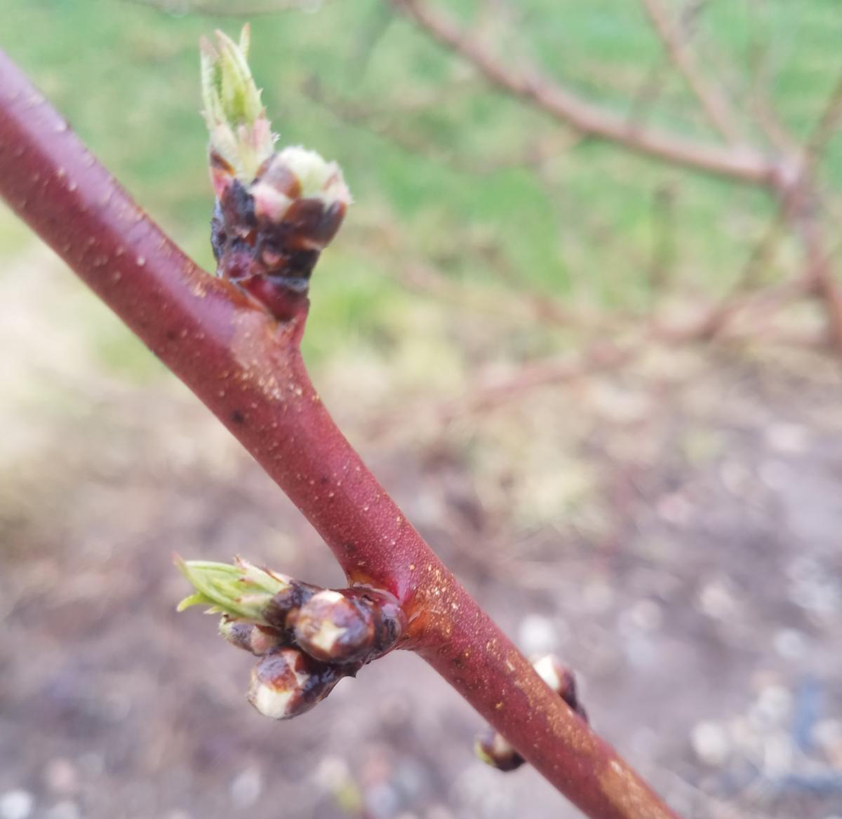 West central Michigan tree fruit update – April 23, 2019 - Fruit & Nuts