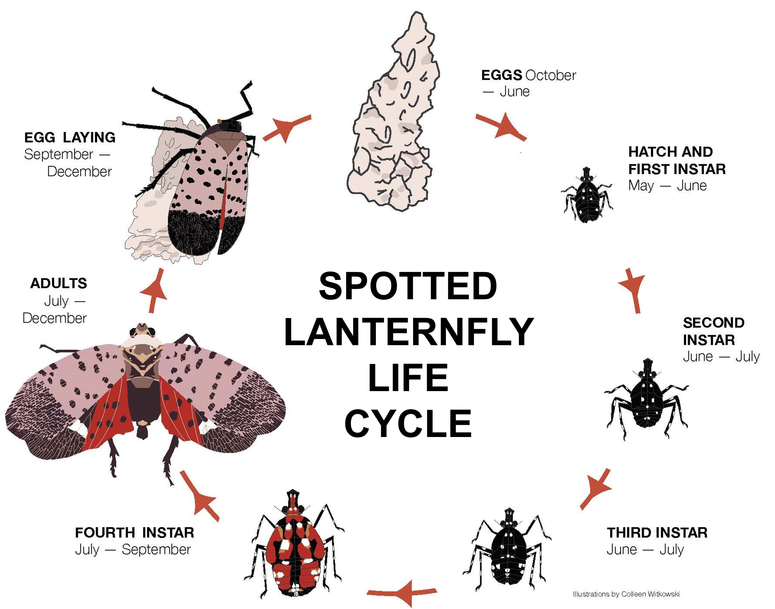 Spotted lanternfly: New pest alert for Michigan tree fruit growers ...