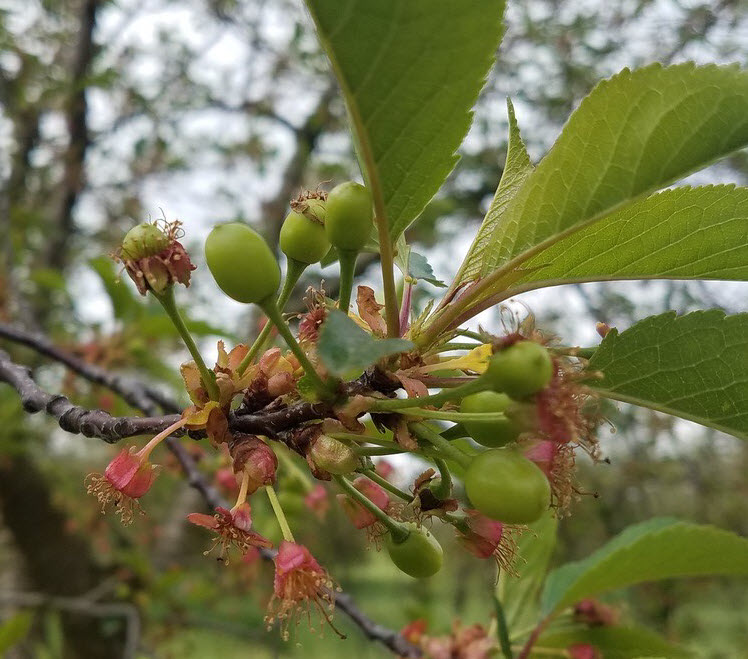 Southwest Michigan Fruit update – May 28, 2019 - Fruit & Nuts