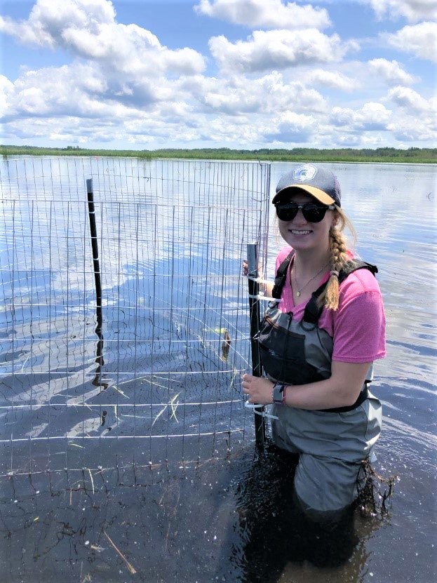 Kailee-Pearson-wild-rice-experimental-sites-along-Munuscong-Bay-edited