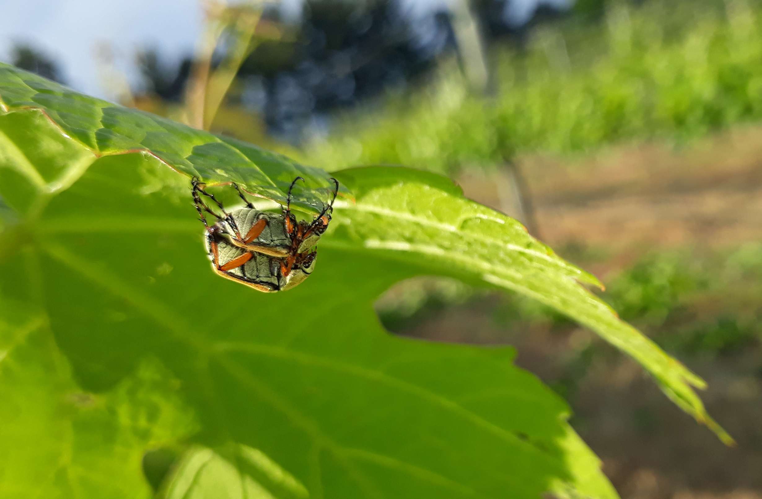 Rose chafer 