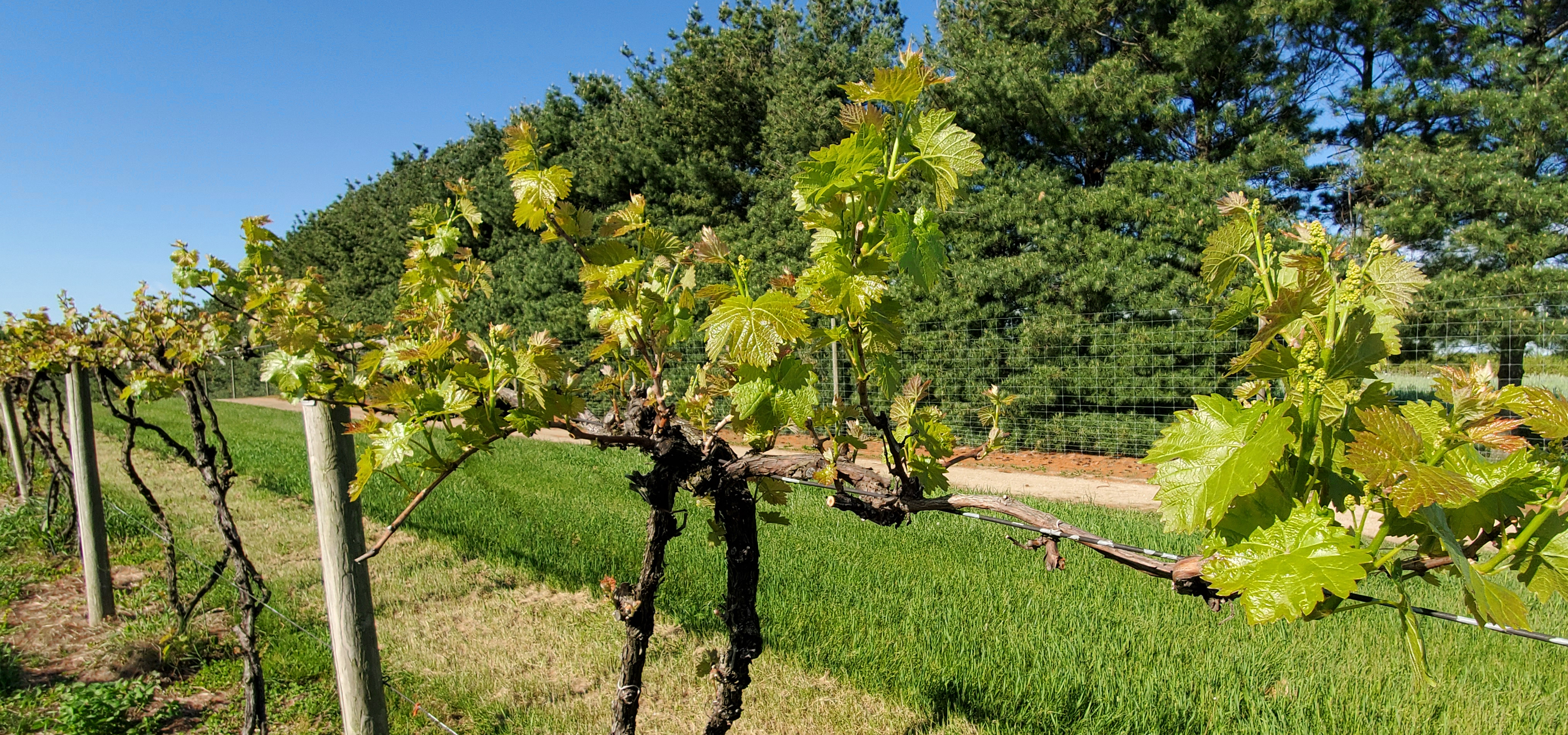 Americus grape stomp highlights agriculture