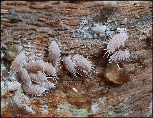 Mealybug