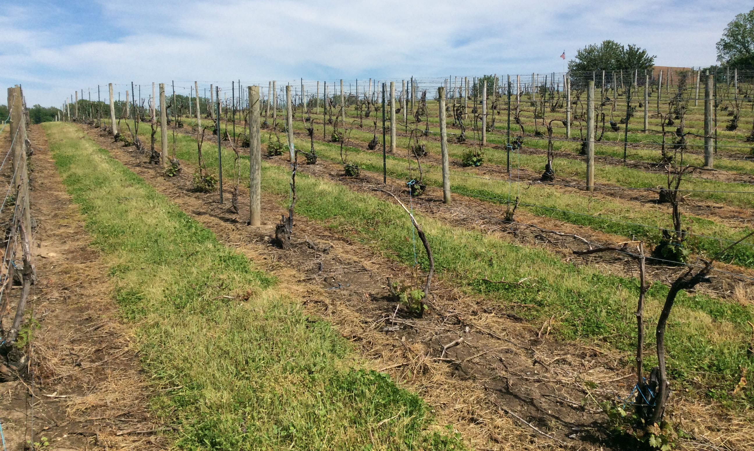 Cane burial: Buried (to stay) alive in southwest Michigan - Grapes